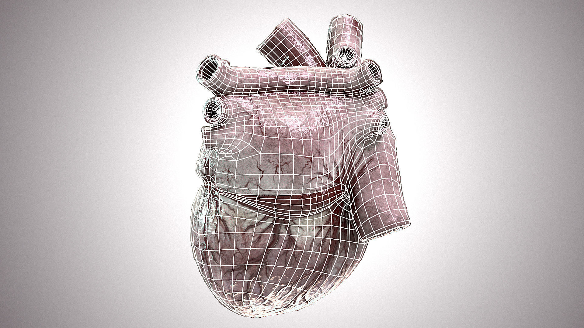 Heart Anatomic Animated PBR Low-poly 3D model_21