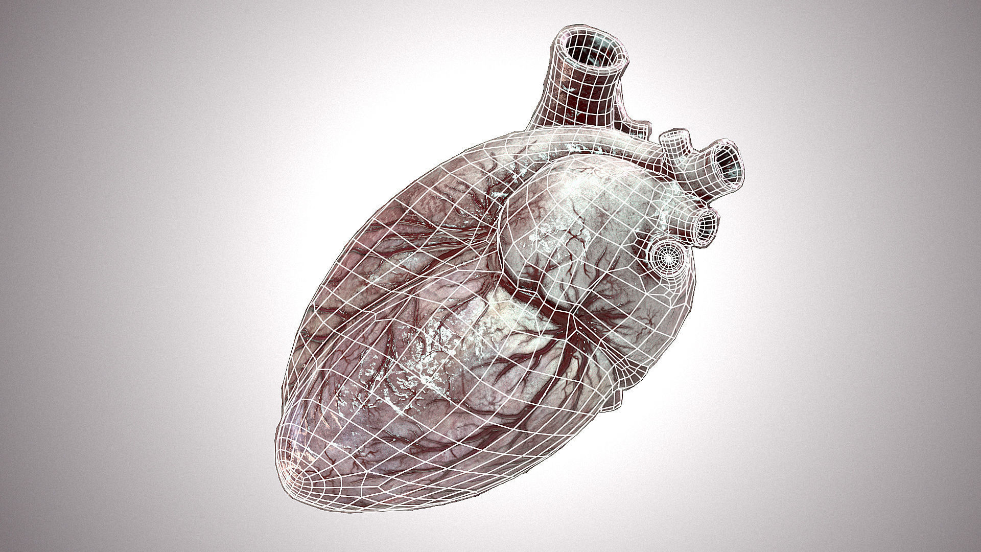 Heart Anatomic Animated PBR Low-poly 3D model_13