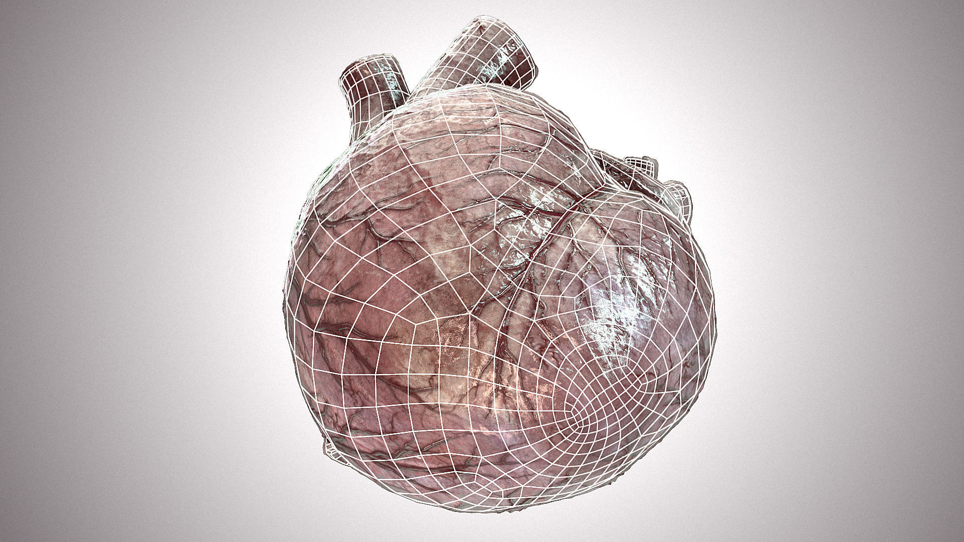 Heart Anatomic Animated PBR Low-poly 3D model_17