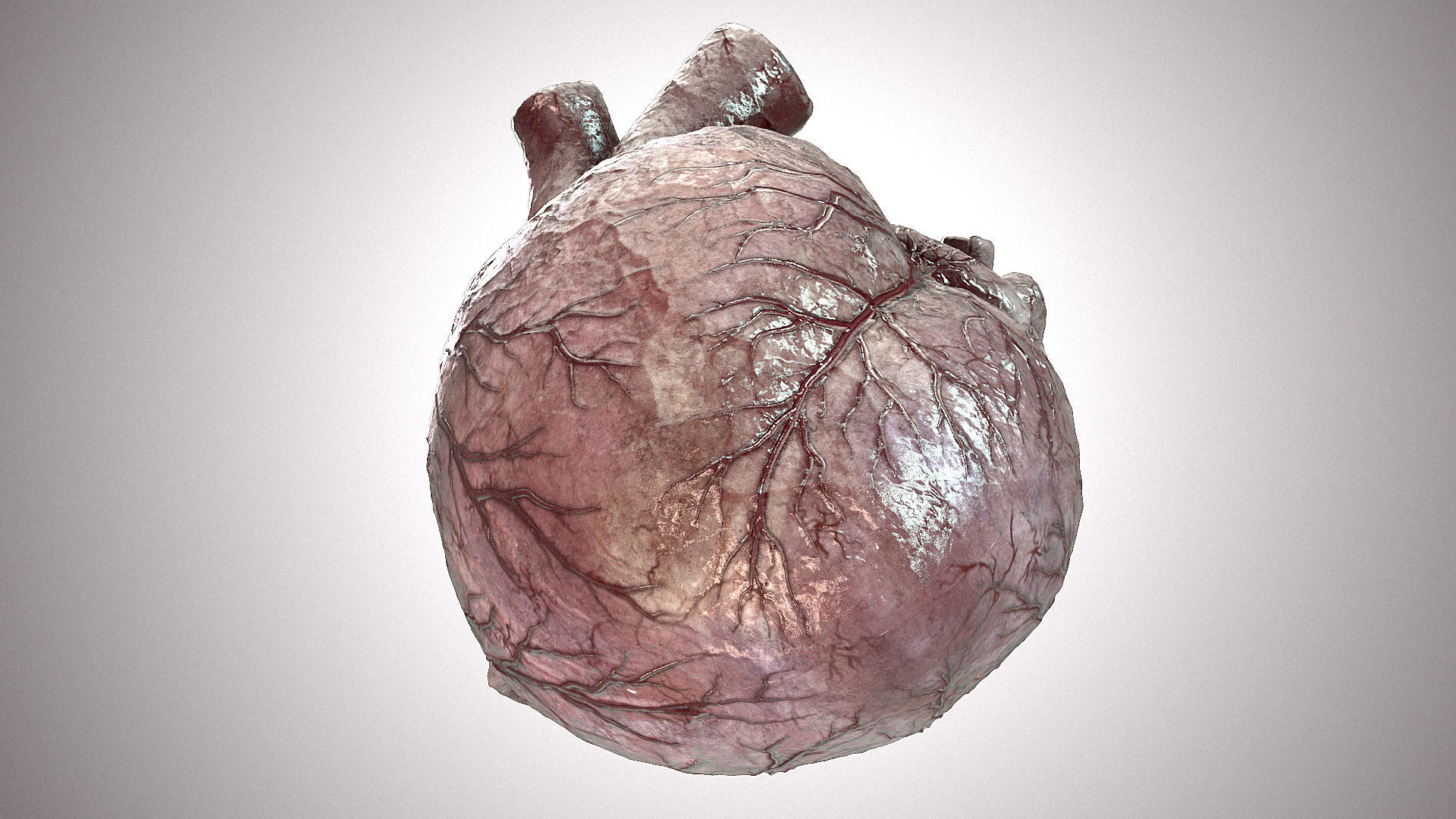 Heart Anatomic Animated PBR Low-poly 3D model_8