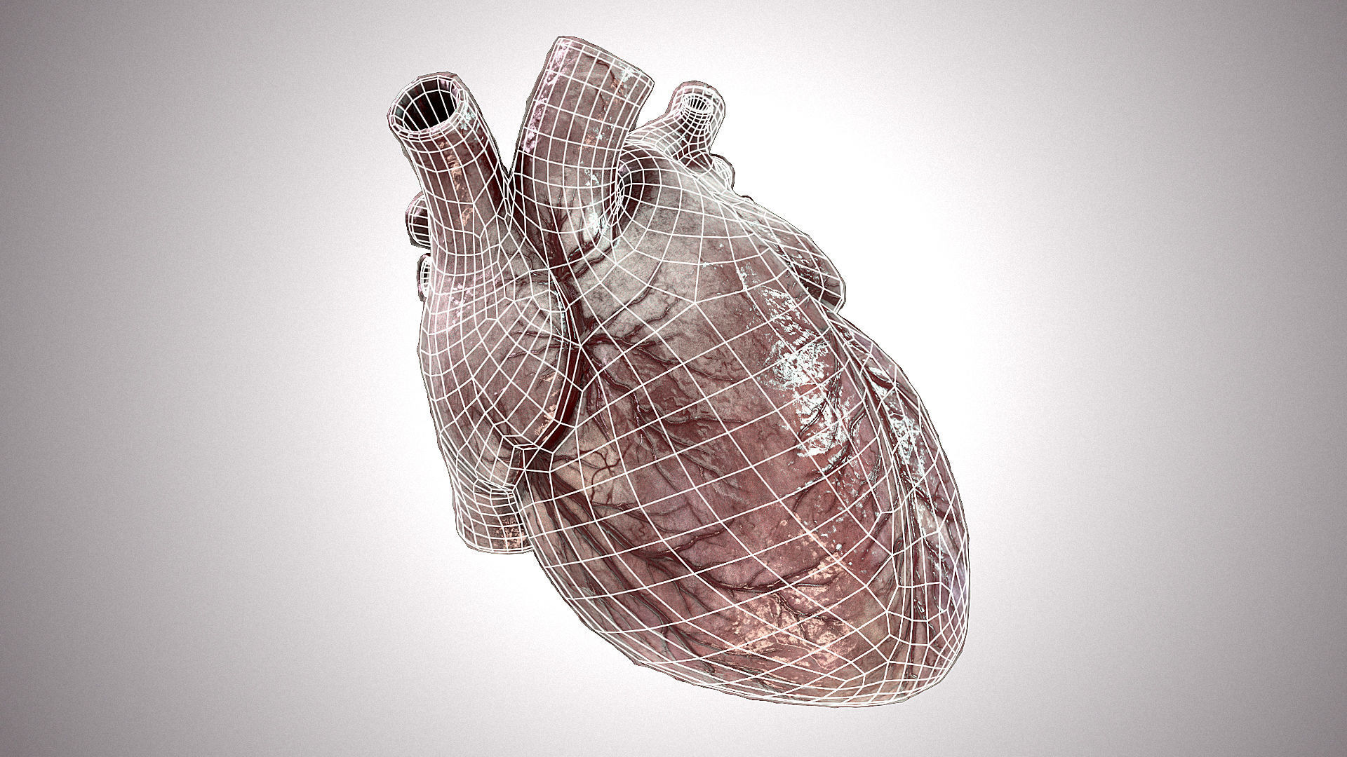 Heart Anatomic Animated PBR Low-poly 3D model_16