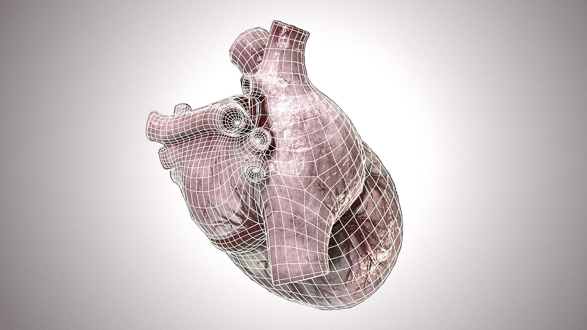 Heart Anatomic Animated PBR Low-poly 3D model_14