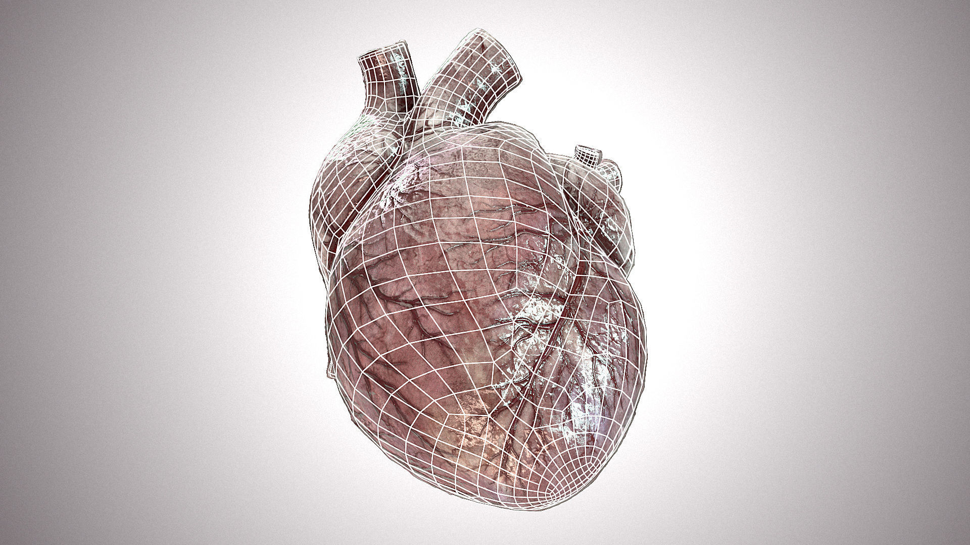 Heart Anatomic Animated PBR Low-poly 3D model_15