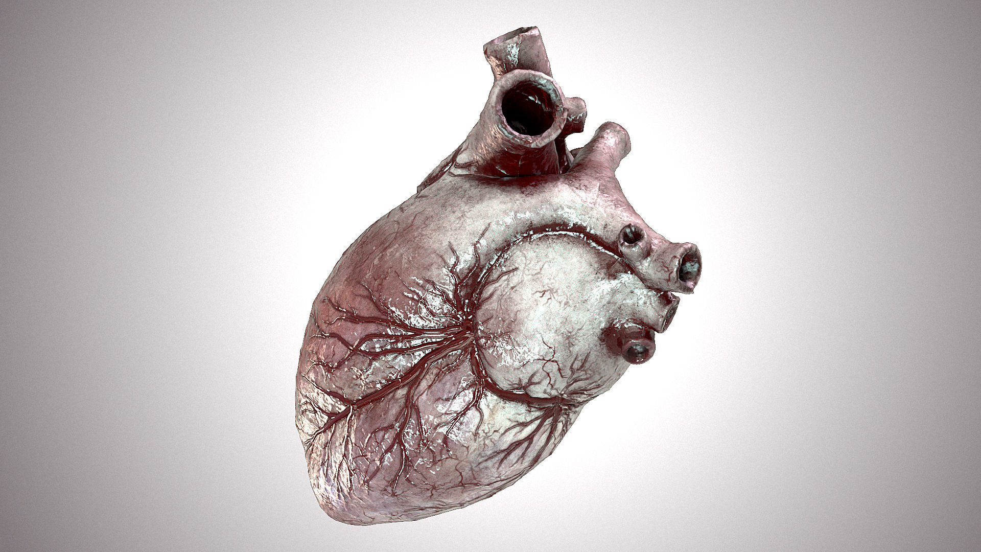 Heart Anatomic Animated PBR Low-poly 3D model_12