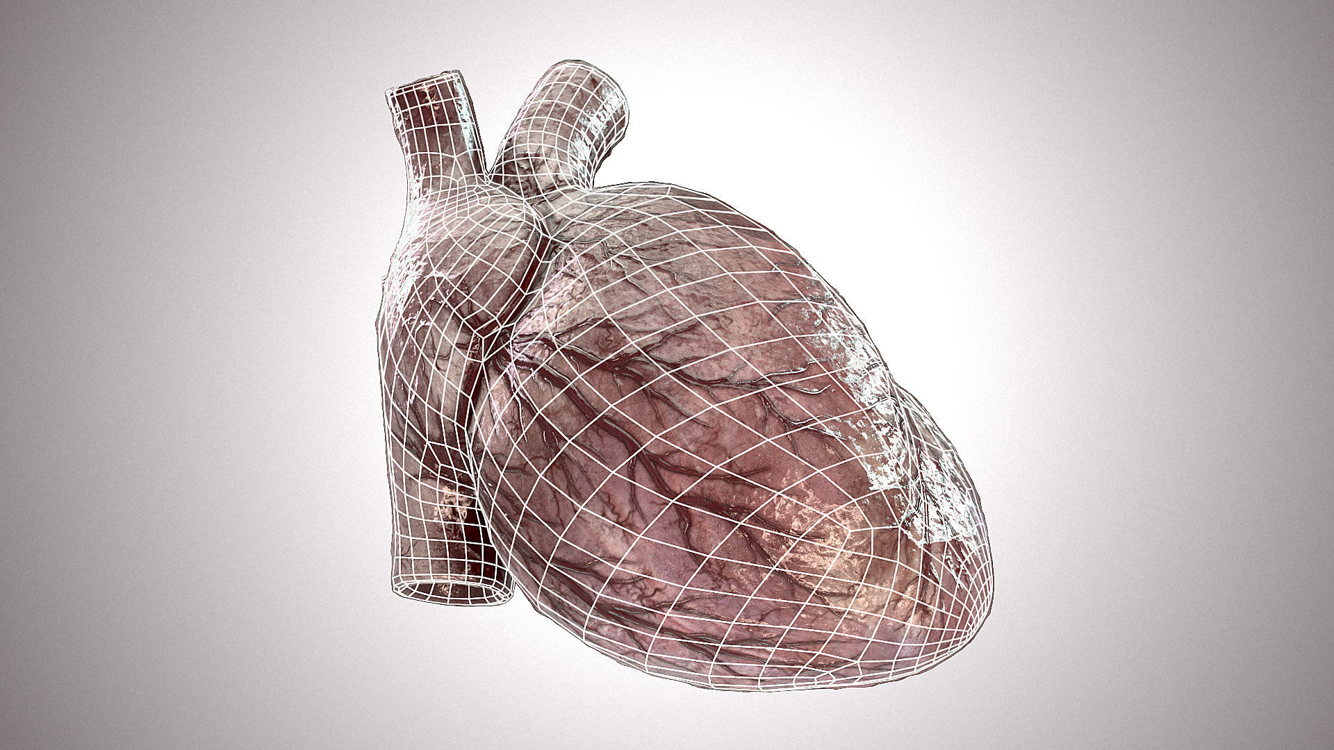 Heart Anatomic Animated PBR Low-poly 3D model_6