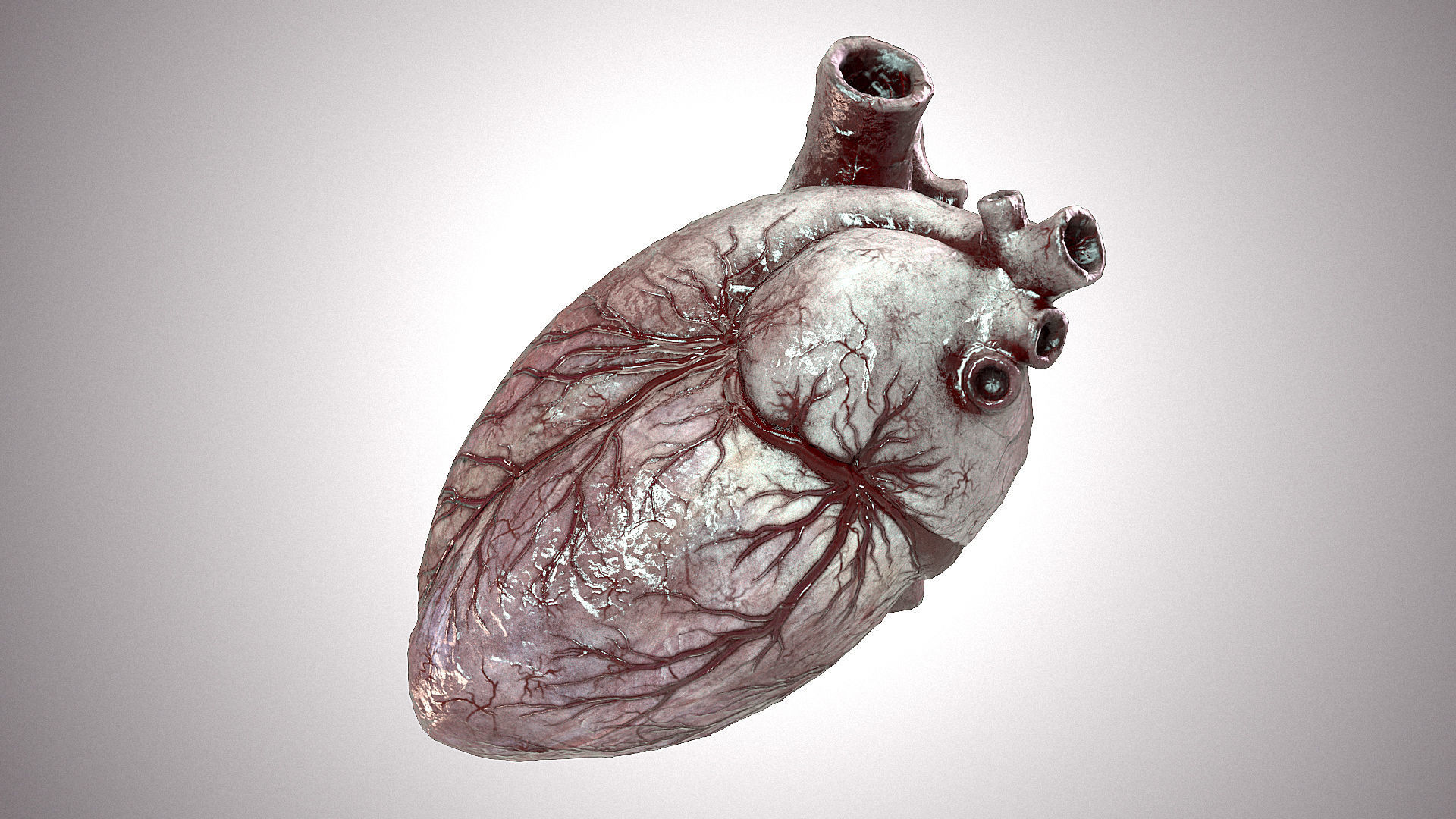Heart Anatomic Animated PBR Low-poly 3D model_3