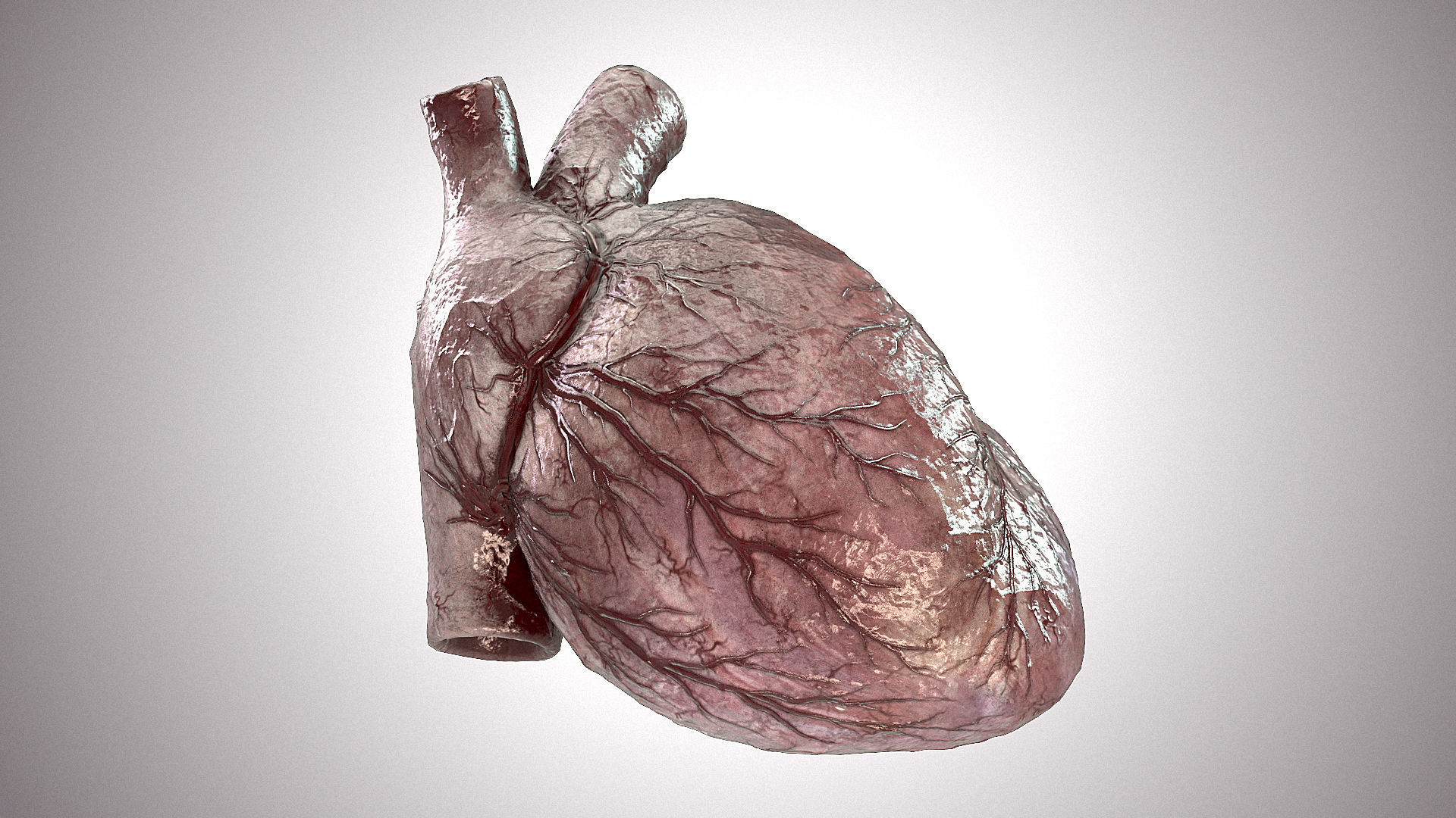 Heart Anatomic Animated PBR Low-poly 3D model_4