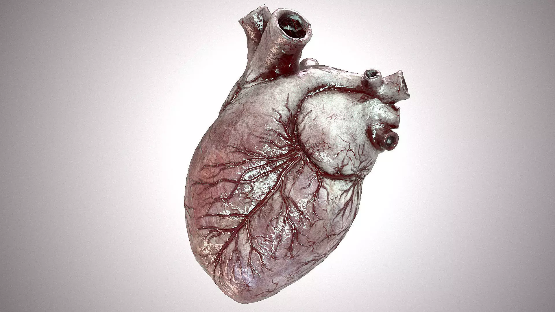 Heart Anatomic Animated PBR Low-poly 3D model_0