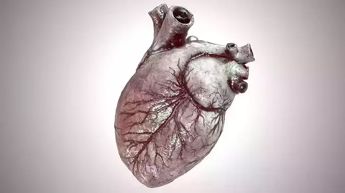 Heart Anatomic Animated PBR