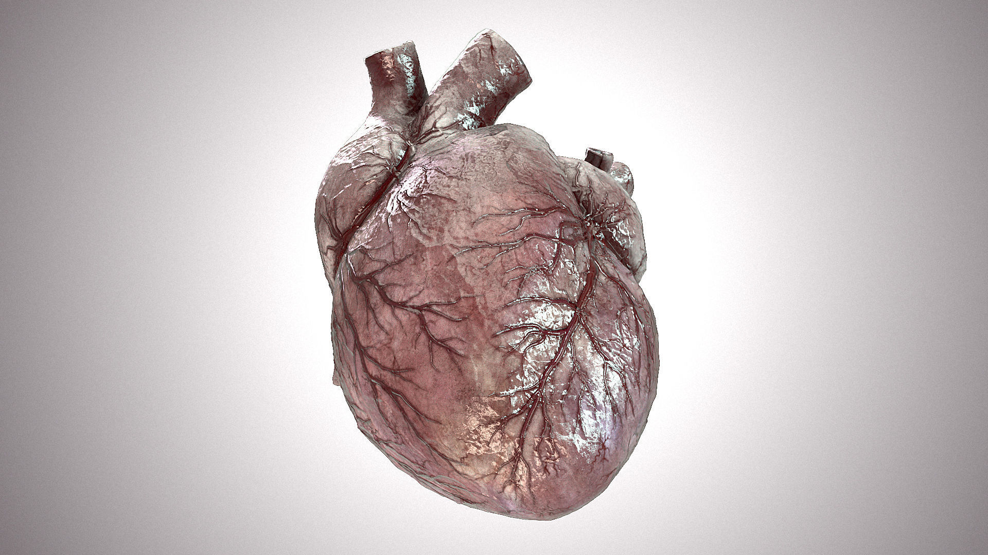 Heart Anatomic Animated PBR Low-poly 3D model_5
