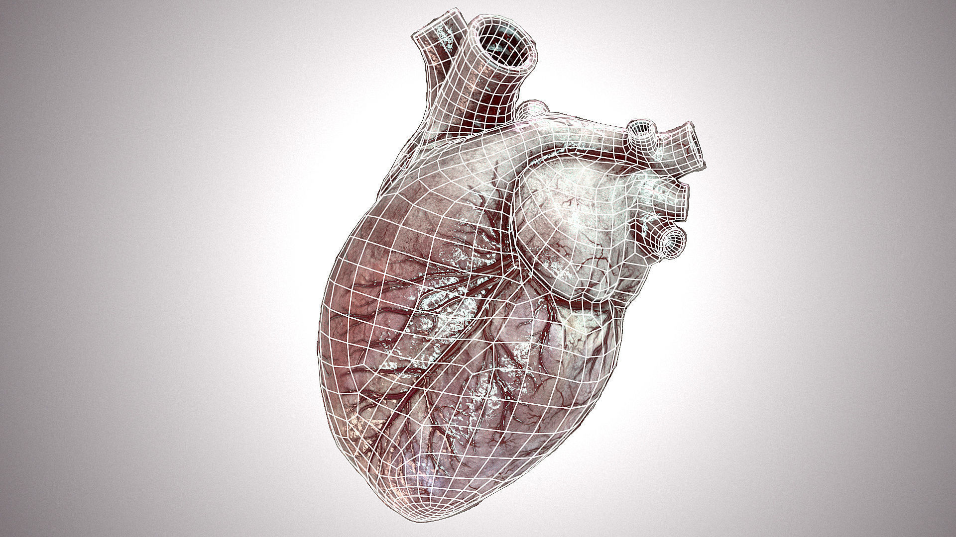 Heart Anatomic Animated PBR Low-poly 3D model_20