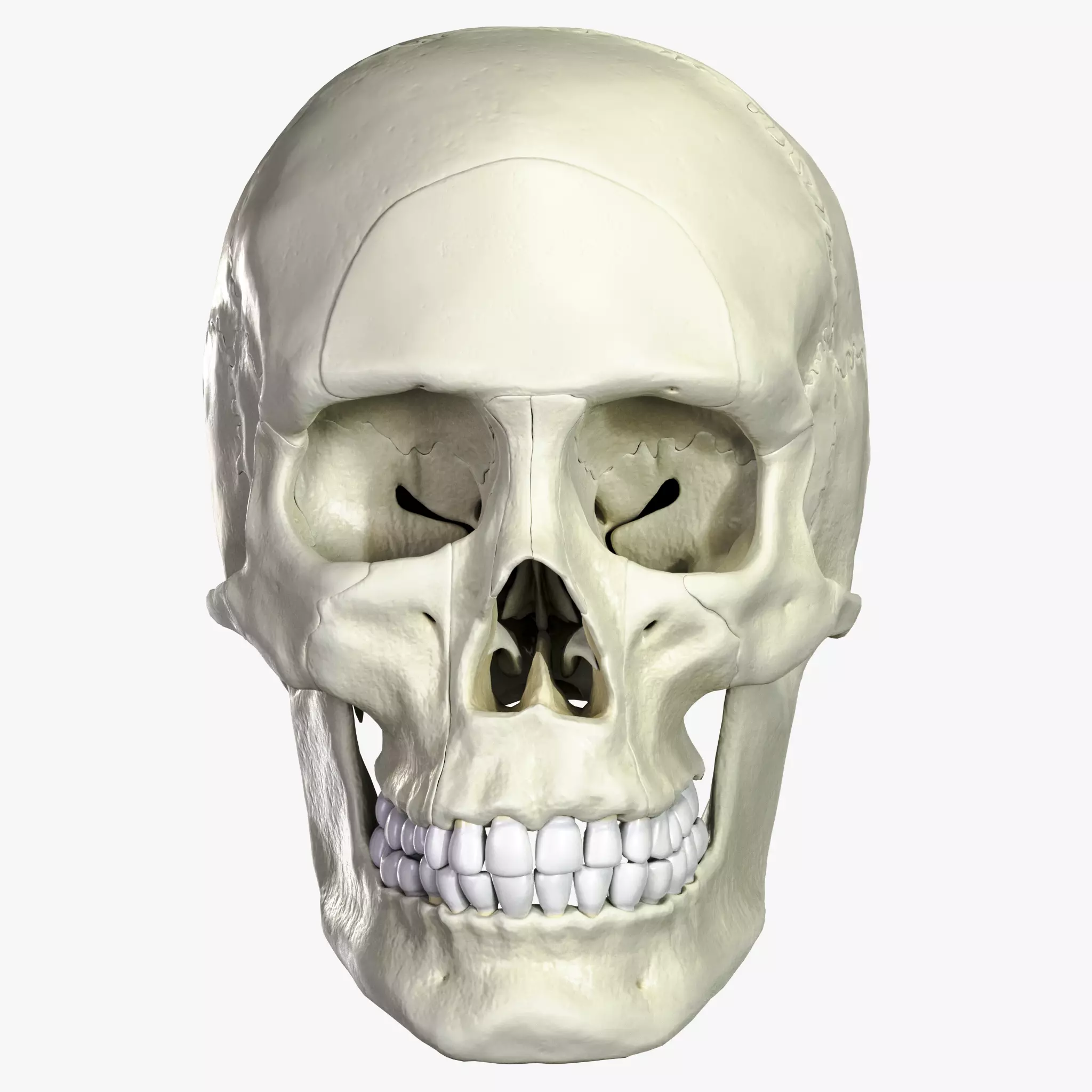 Anatomical atlas of the human skull 3D model_0