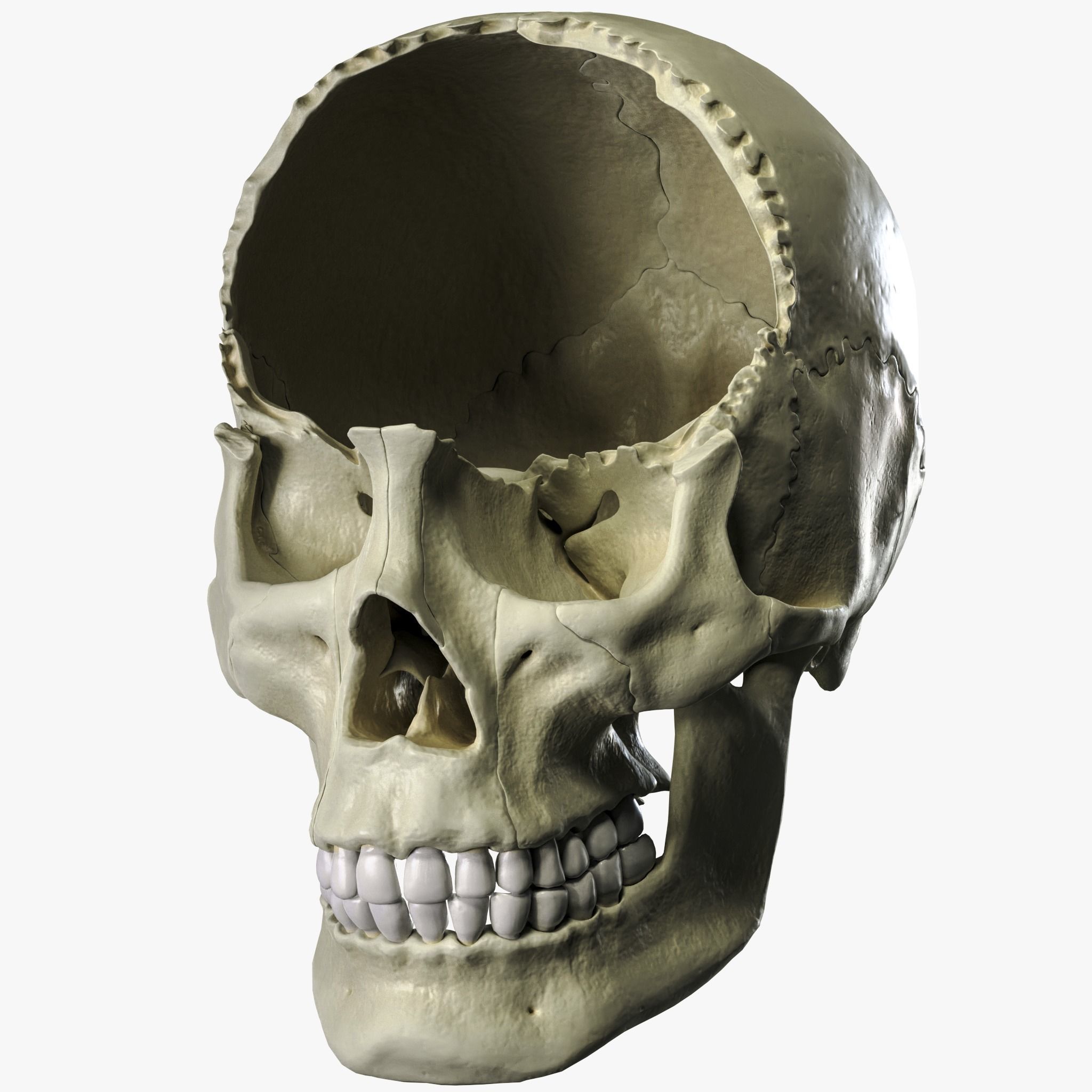 Anatomical atlas of the human skull 3D model_6
