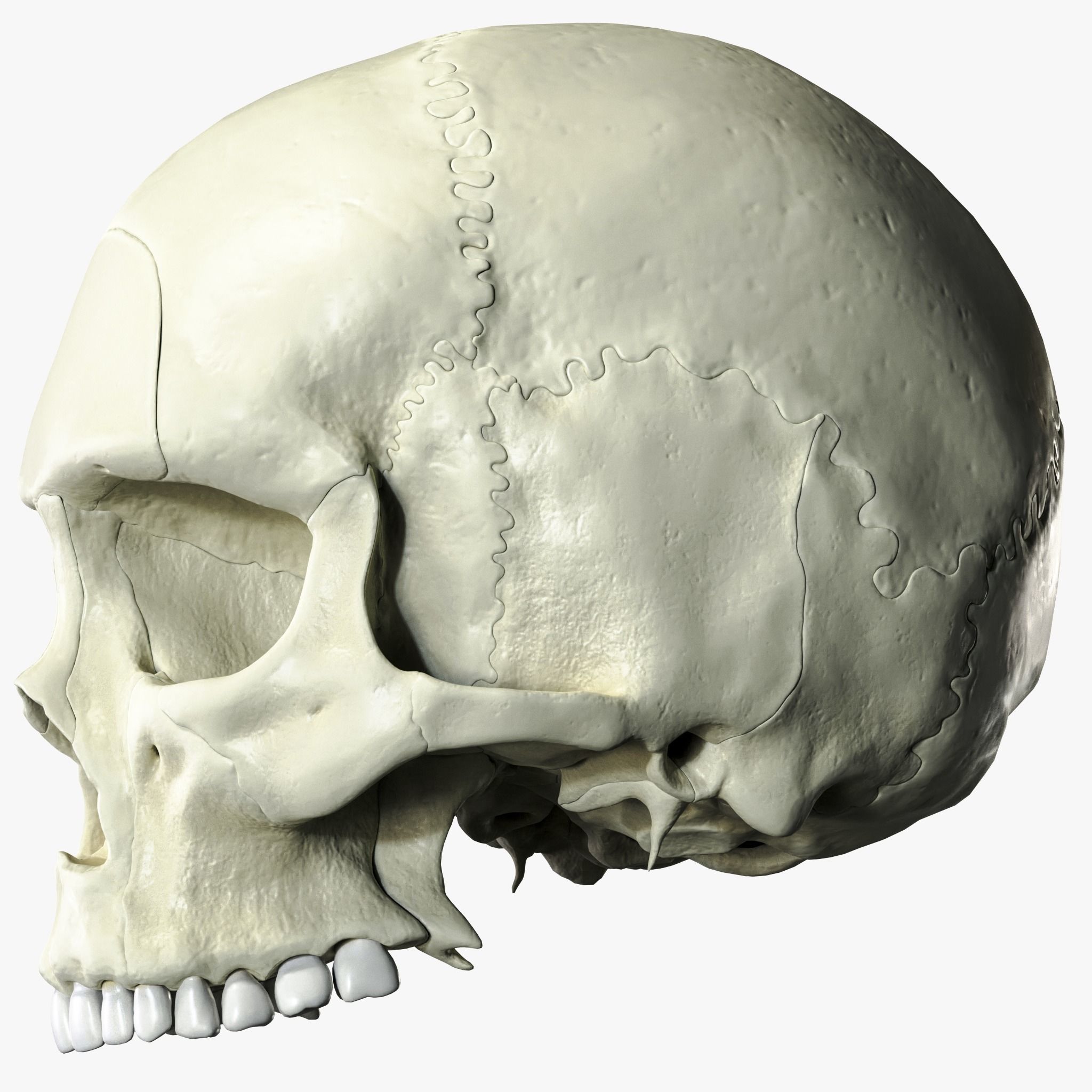 Anatomical atlas of the human skull 3D model_3