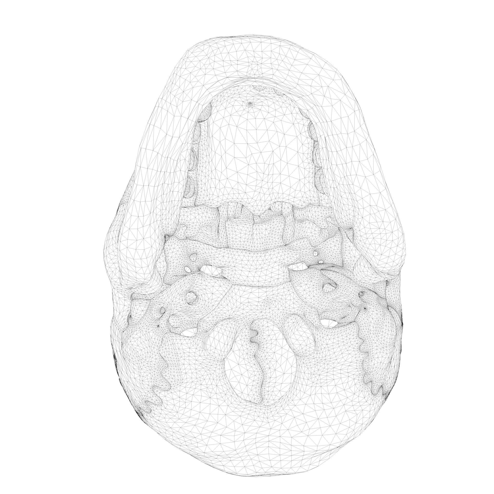 Anatomical atlas of the human skull 3D model_11