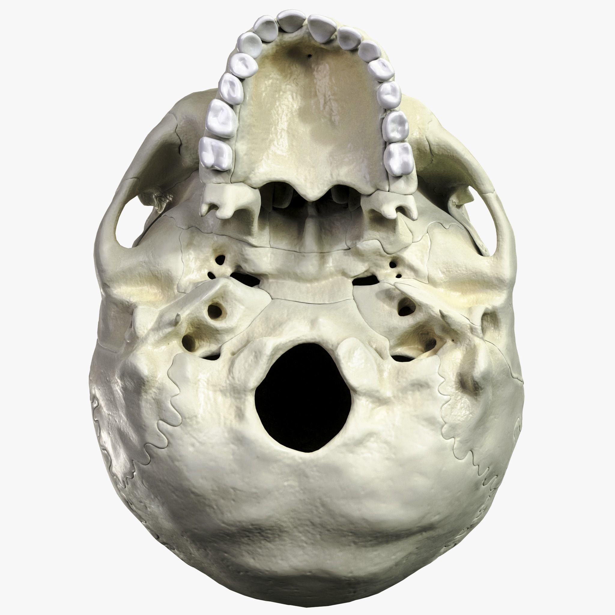 Anatomical atlas of the human skull 3D model_5