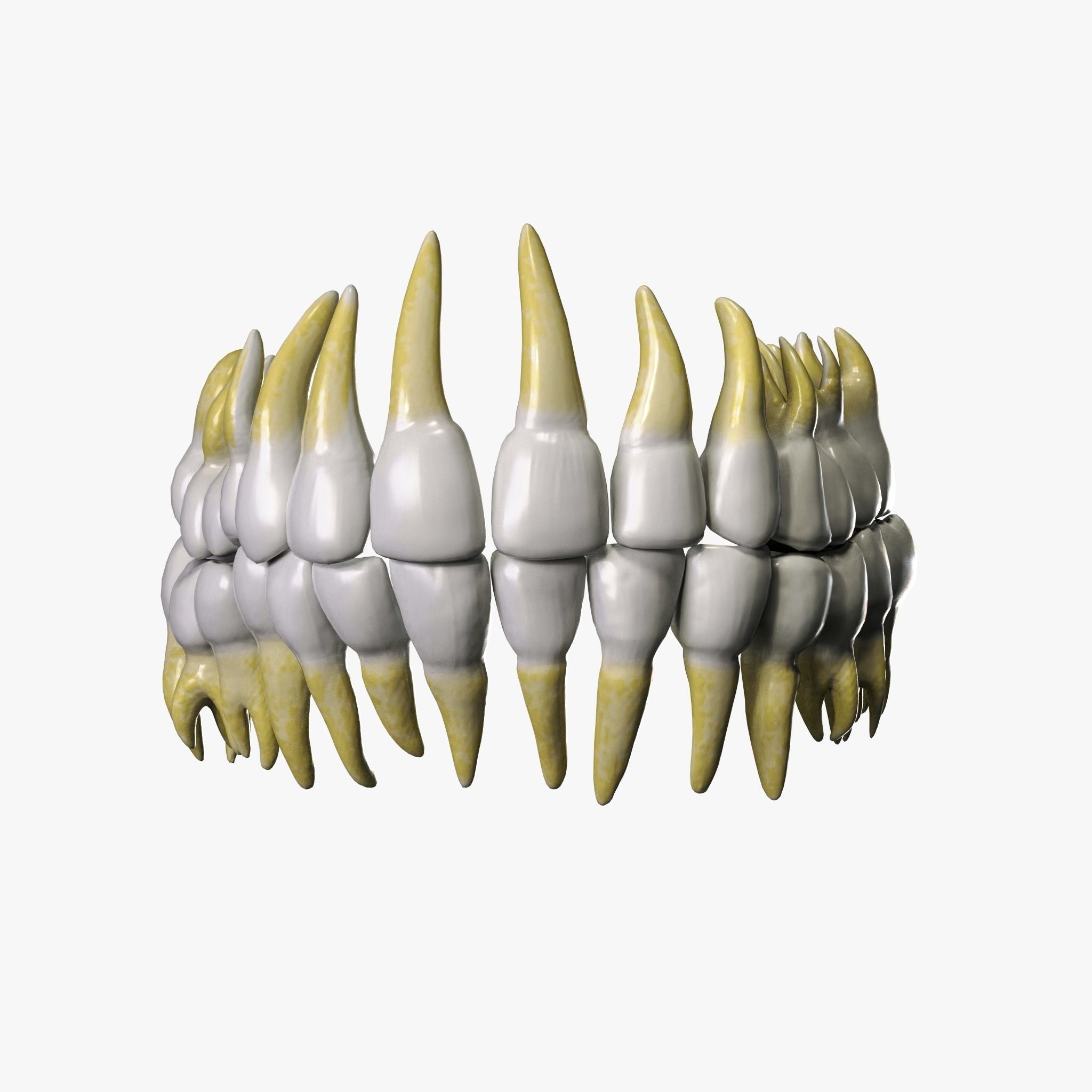 Anatomical atlas of the human skull 3D model_8