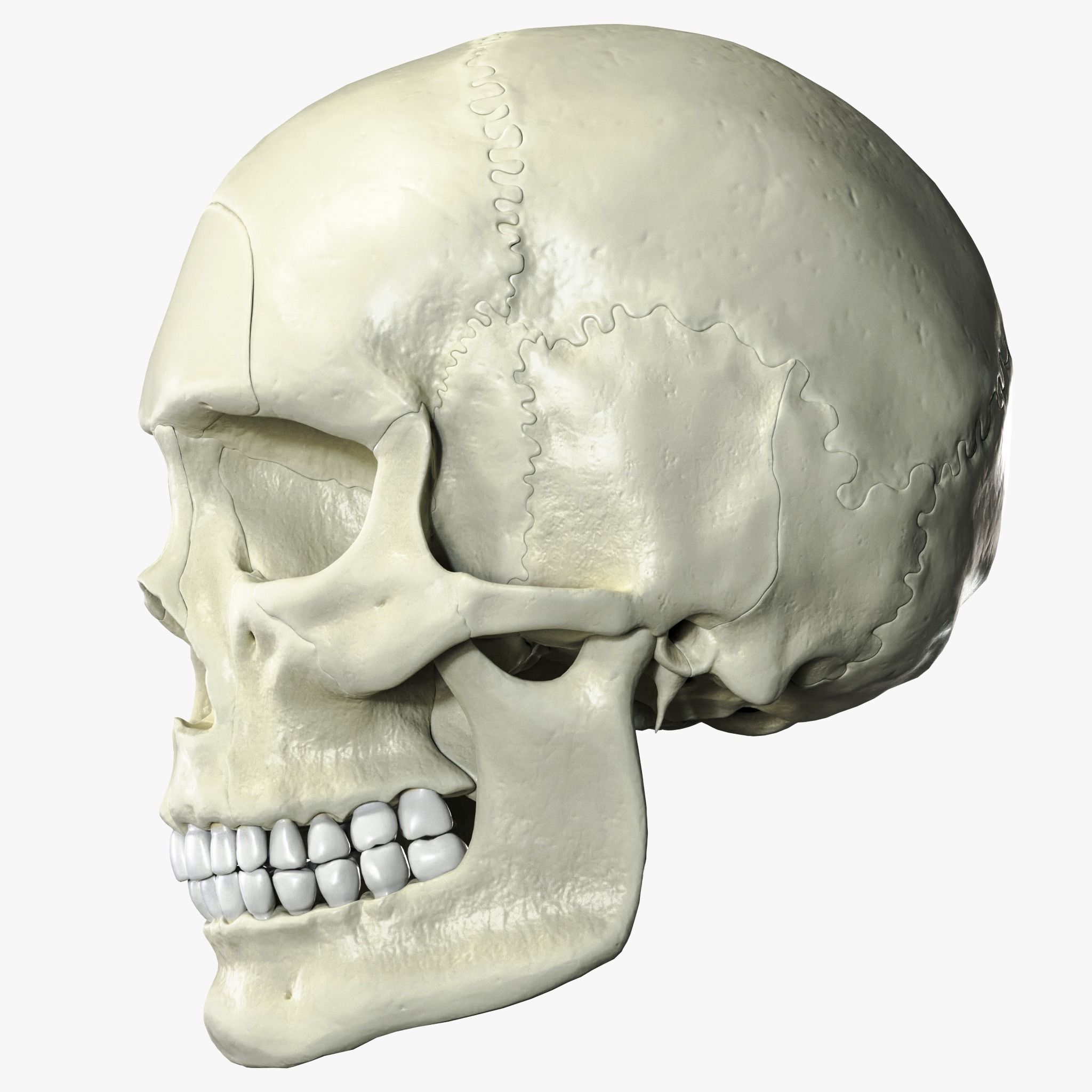 Anatomical atlas of the human skull 3D model_2