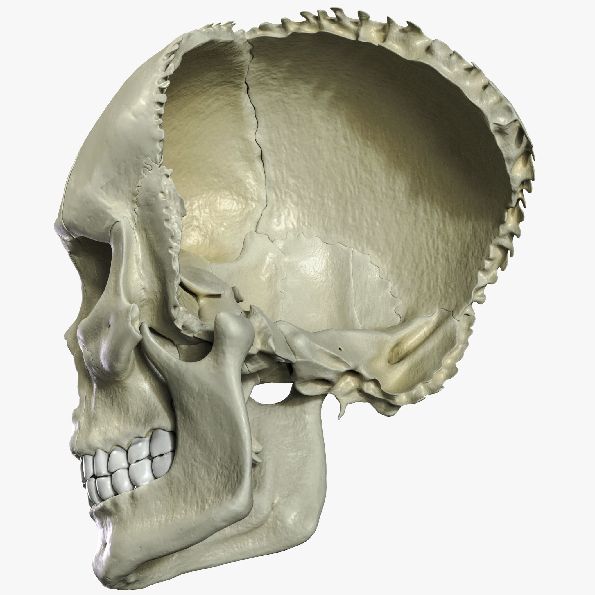 Anatomical atlas of the human skull 3D model_7