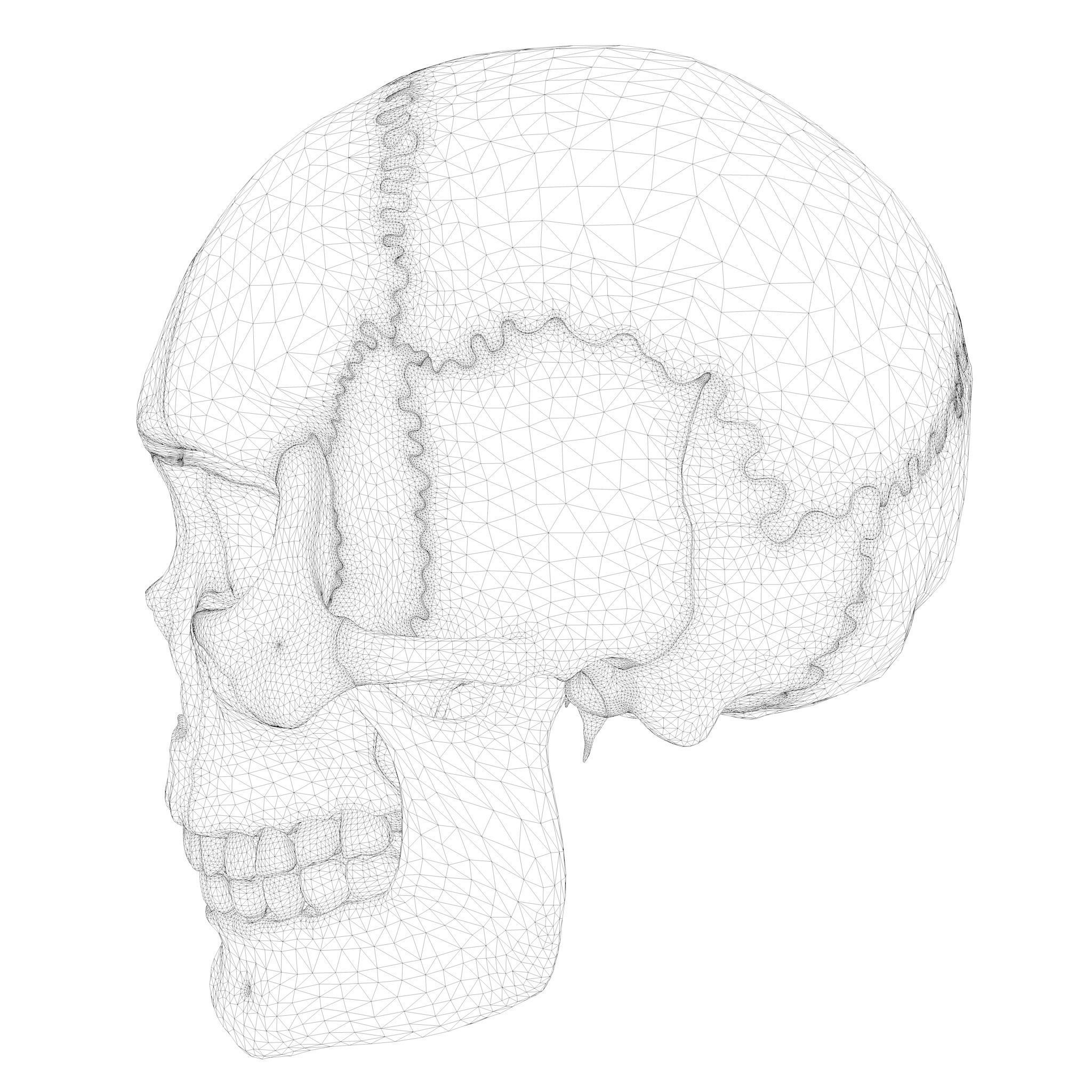 Anatomical atlas of the human skull 3D model_10
