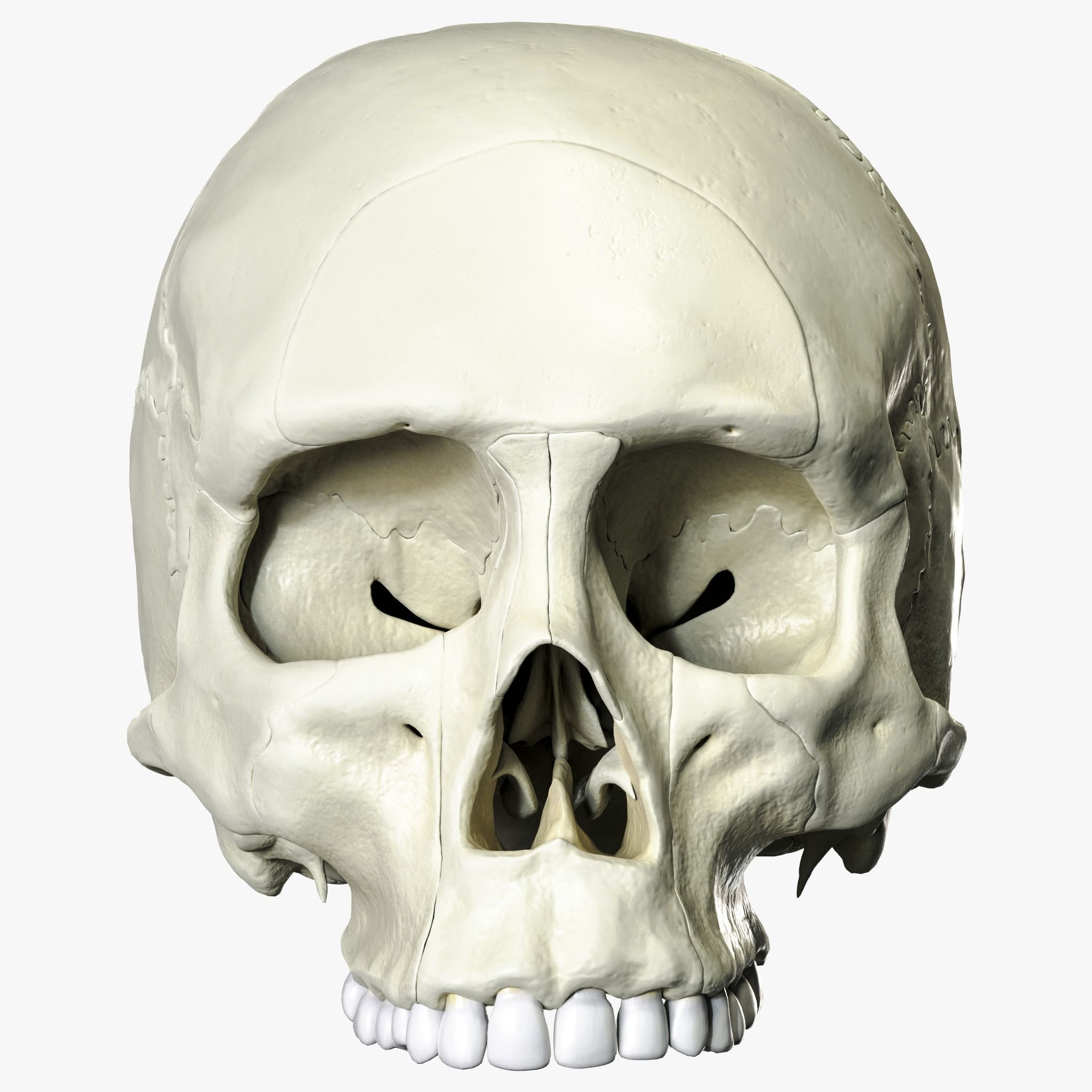 Anatomical atlas of the human skull 3D model_1