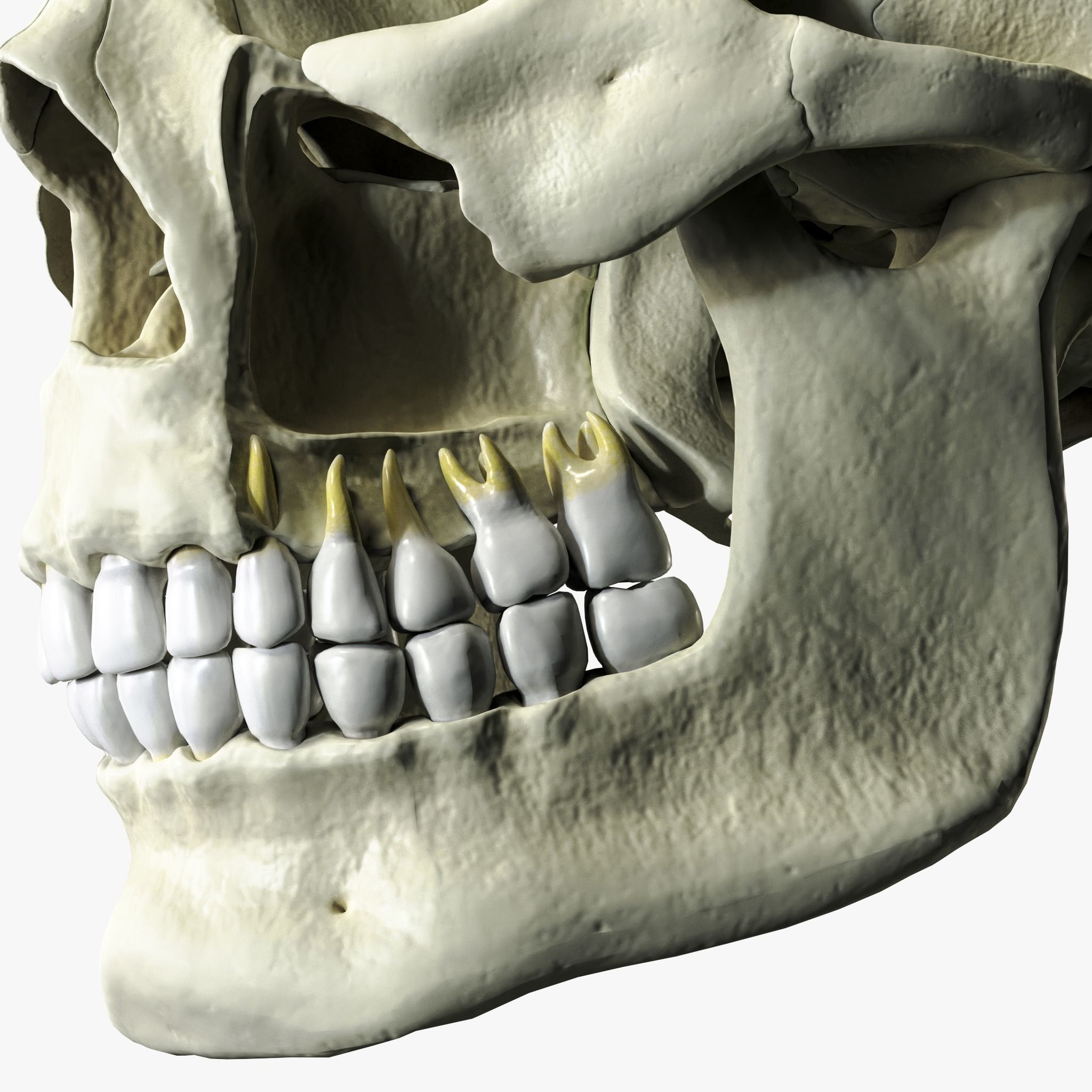 Anatomical atlas of the human skull 3D model_4