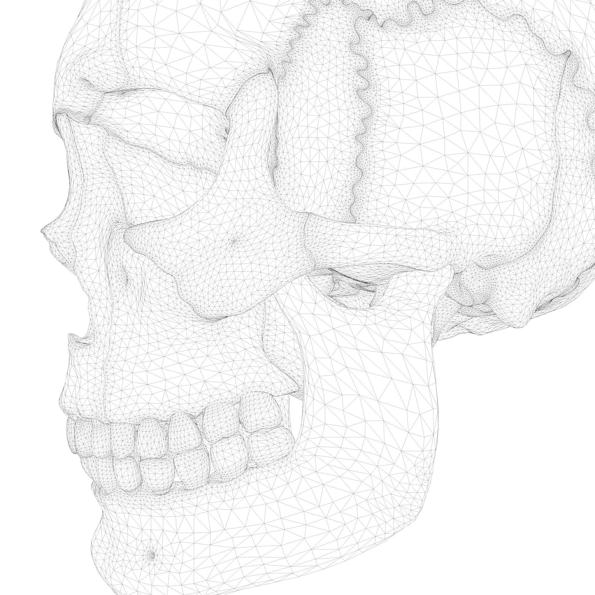 Anatomical atlas of the human skull 3D model_12