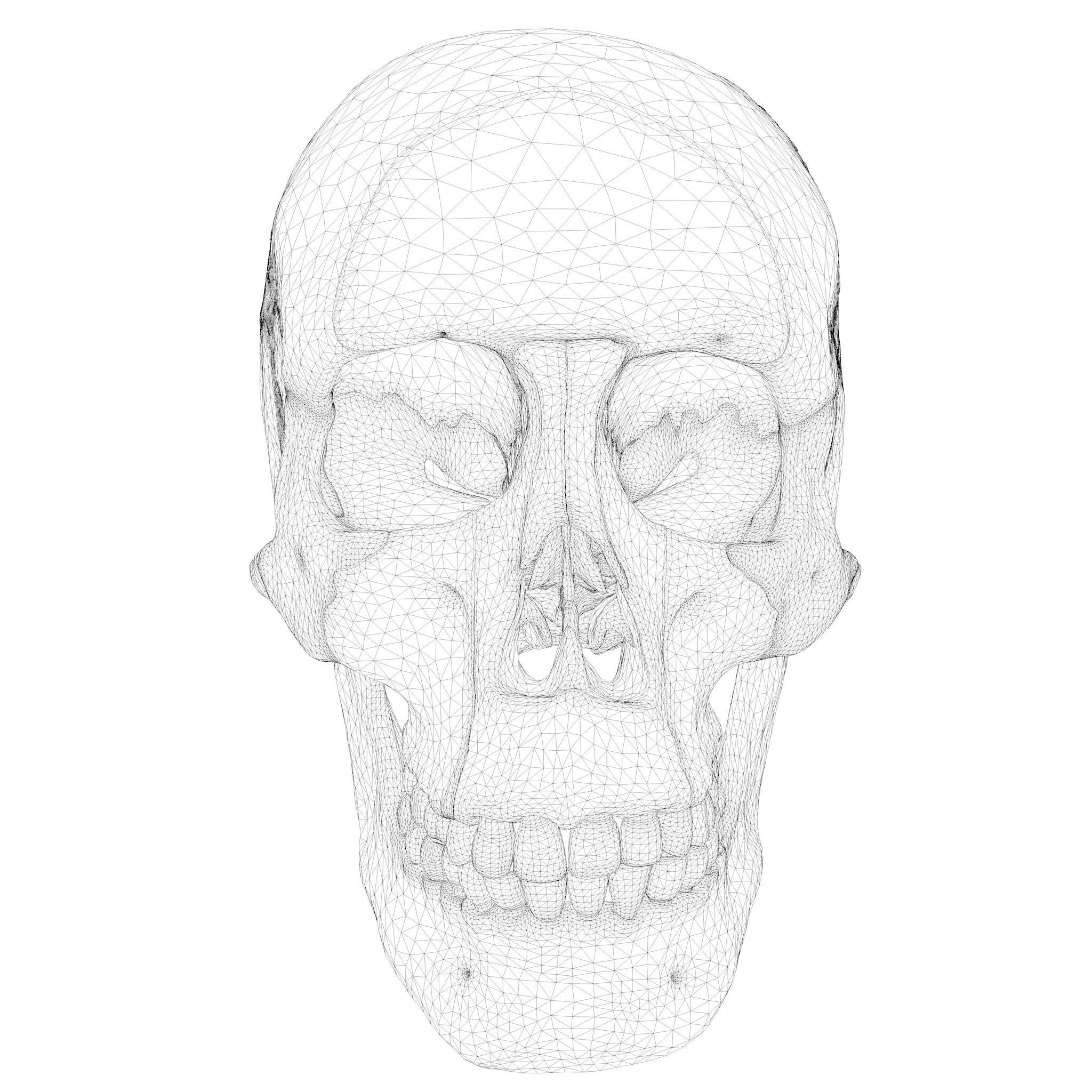 Anatomical atlas of the human skull 3D model_9