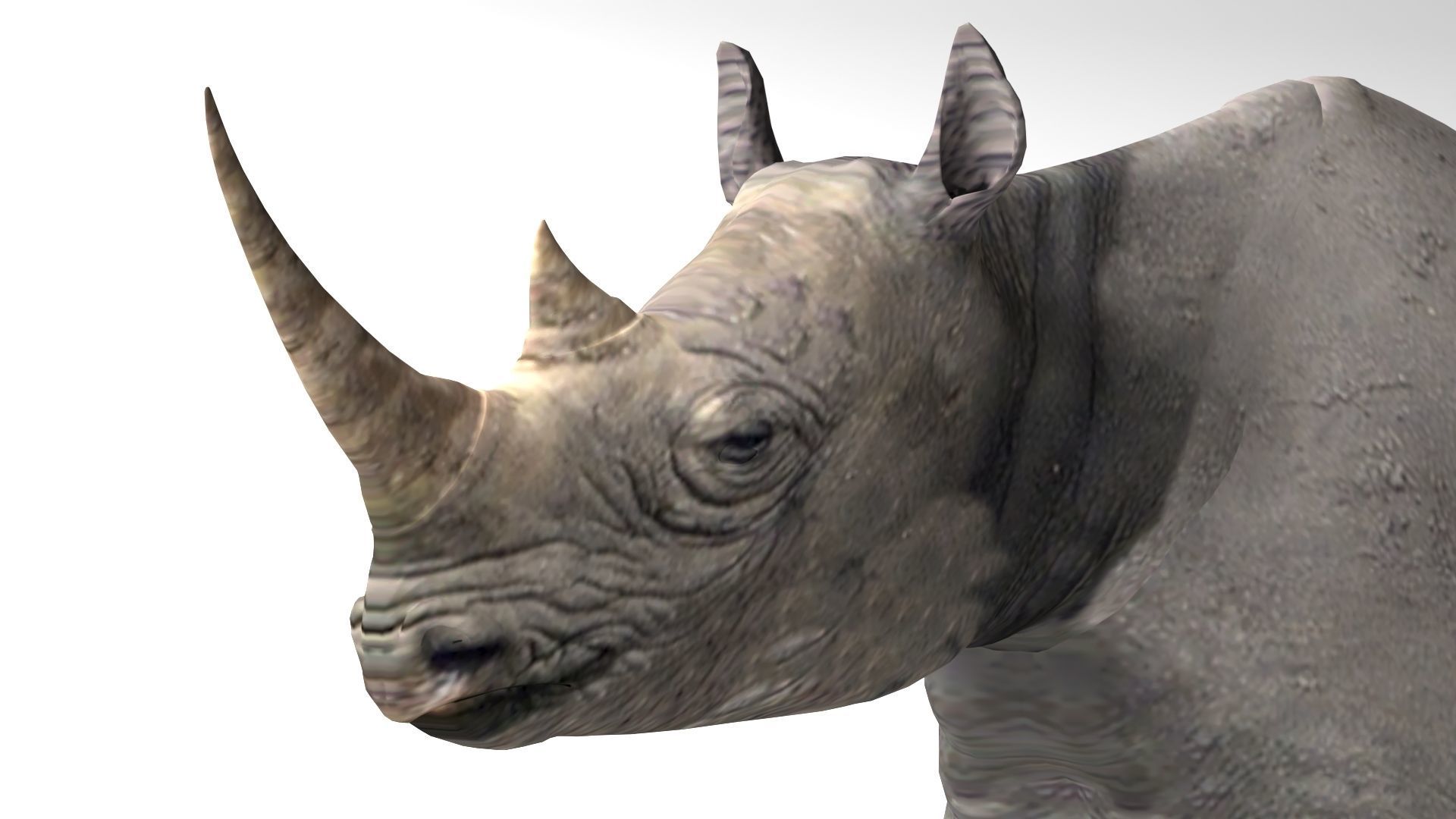 Rhino Low-poly 3D model_2