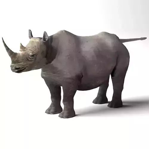 Rhino