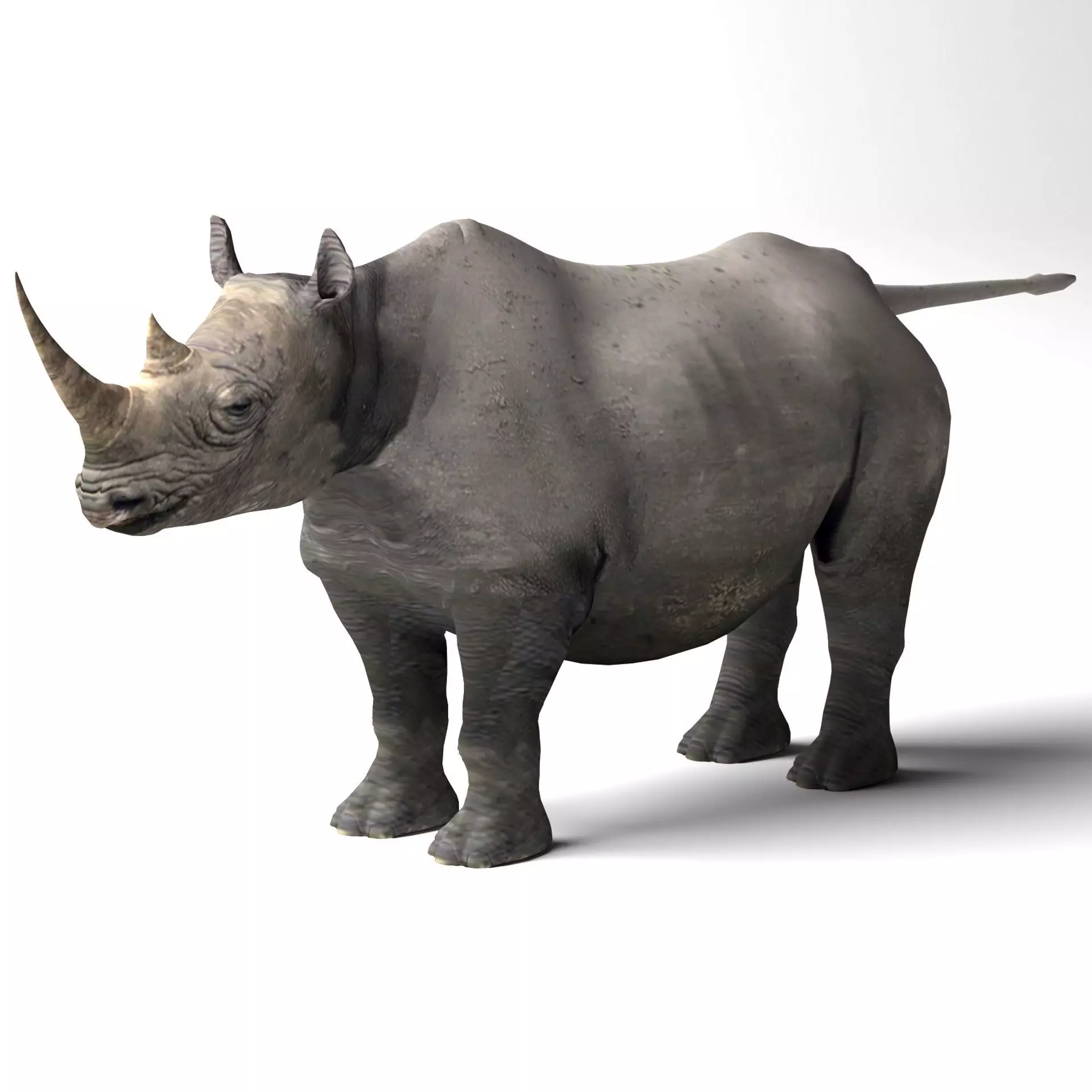 Rhino Low-poly 3D model_0