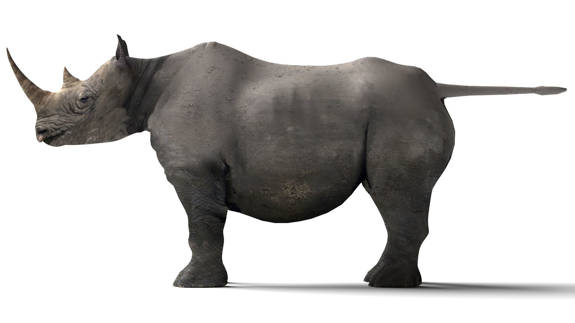 Rhino Low-poly 3D model_1