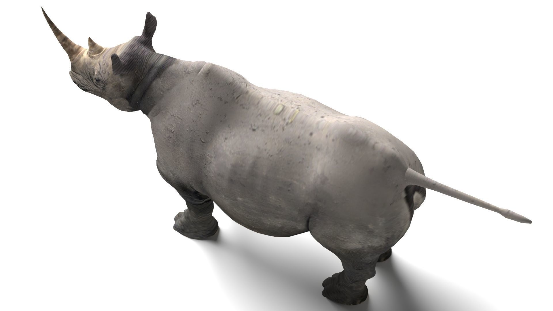 Rhino Low-poly 3D model_4