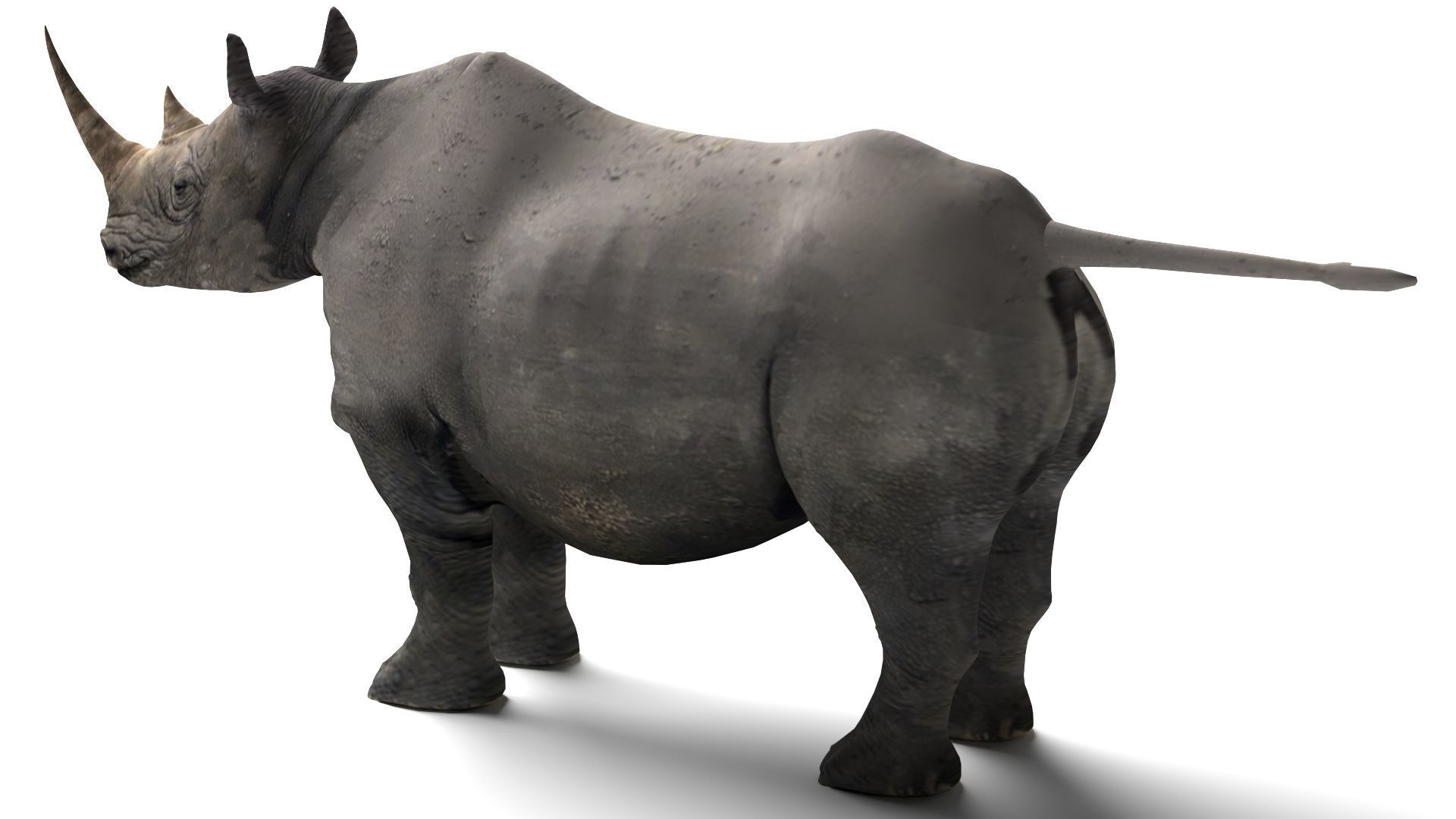Rhino Low-poly 3D model_6