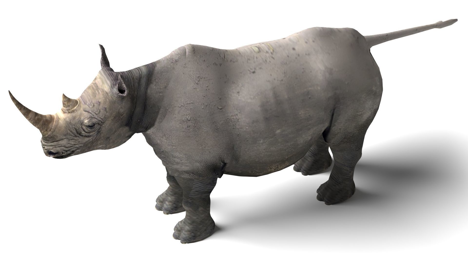 Rhino Low-poly 3D model_7