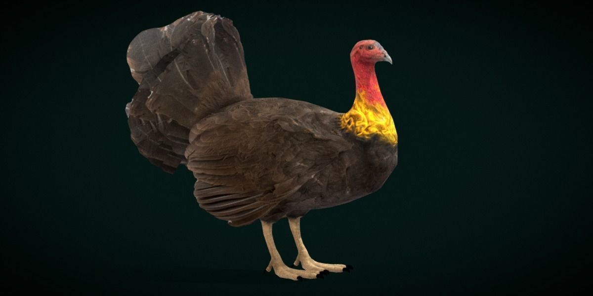 Australian brush turkey bird Low-poly 3D model_27