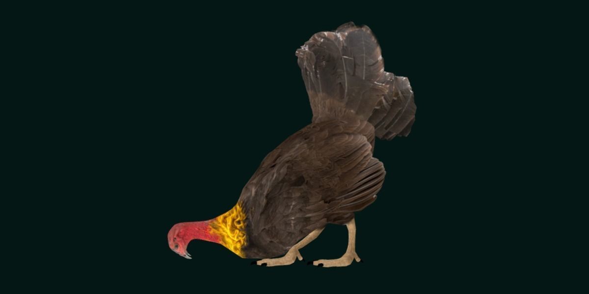 Australian brush turkey bird Low-poly 3D model_13