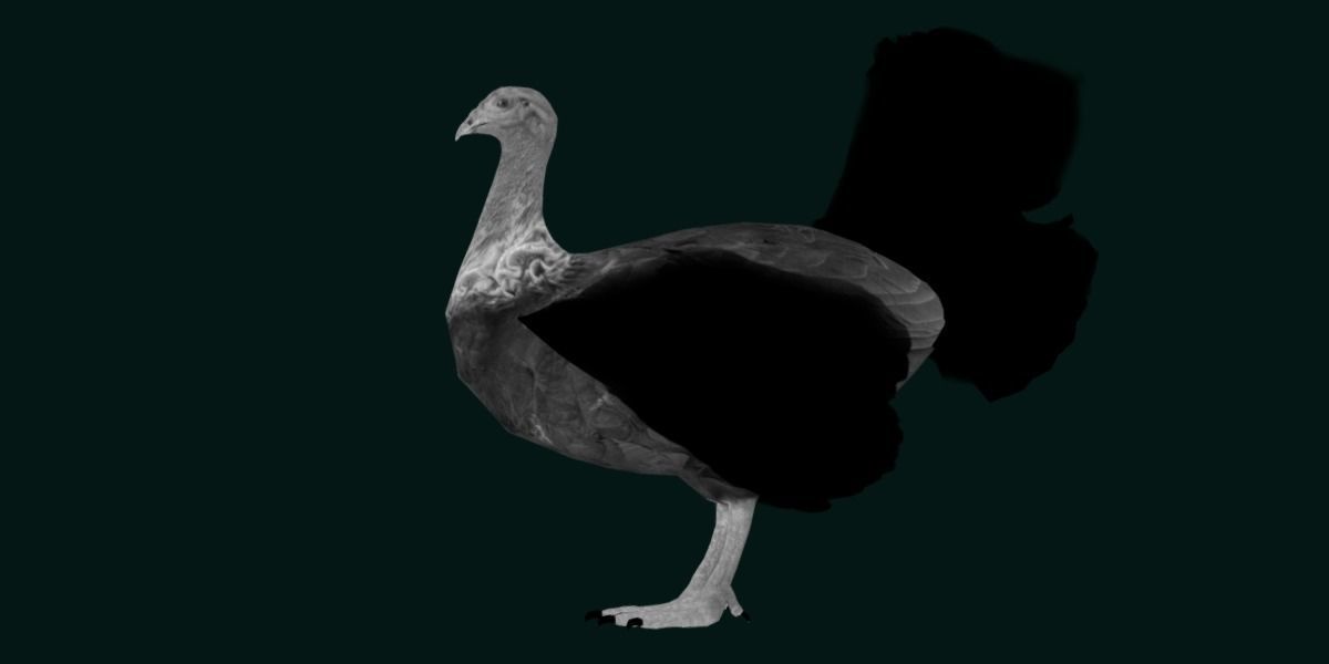 Australian brush turkey bird Low-poly 3D model_24