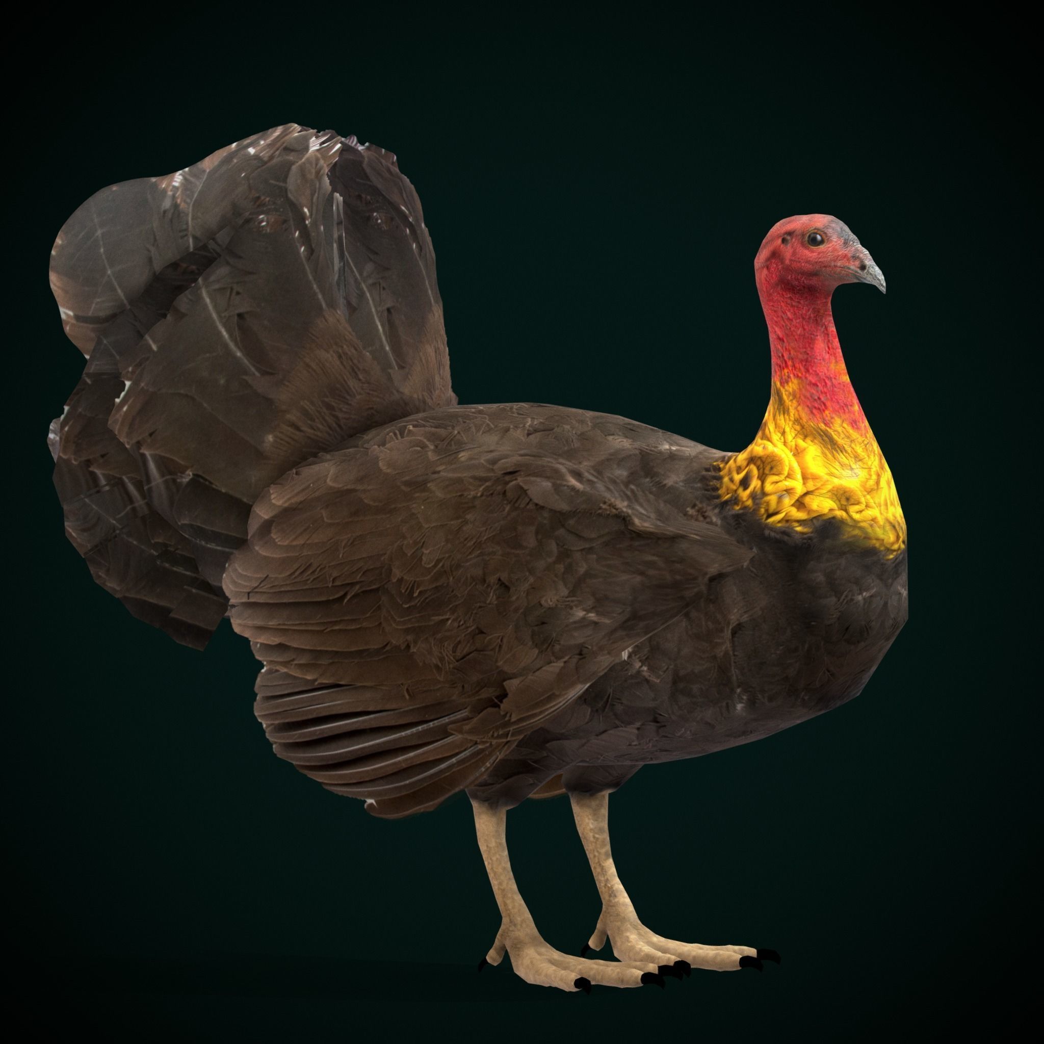 Australian brush turkey bird Low-poly 3D model_16
