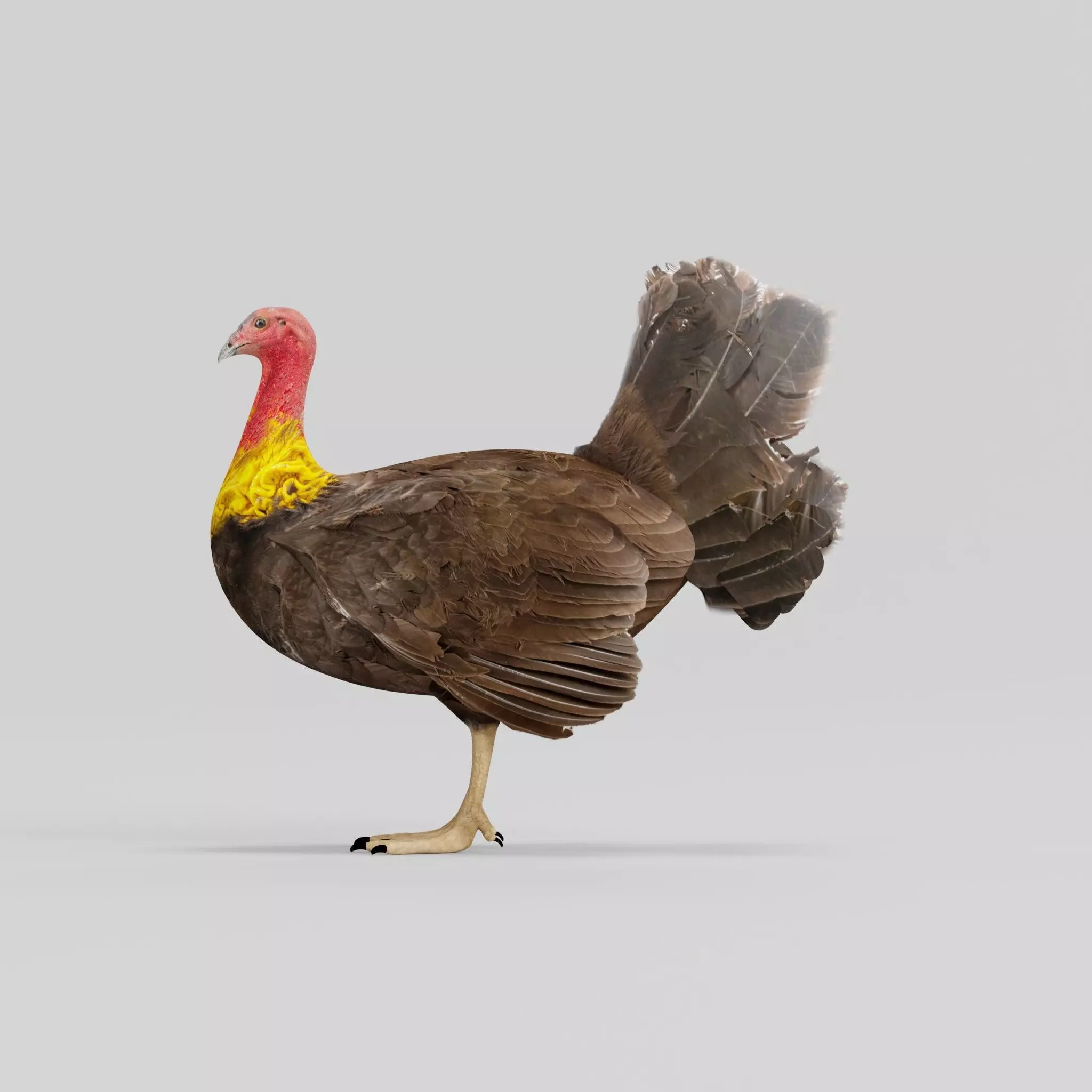 Australian brush turkey bird Low-poly 3D model_0