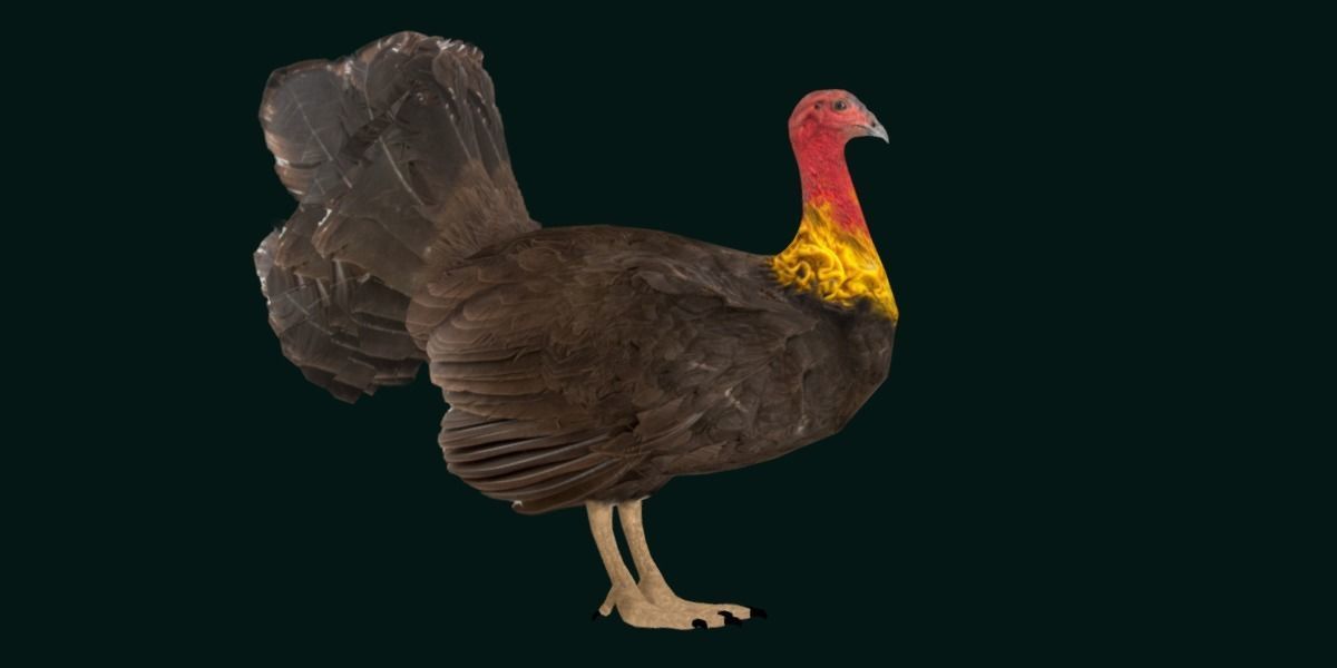 Australian brush turkey bird Low-poly 3D model_20