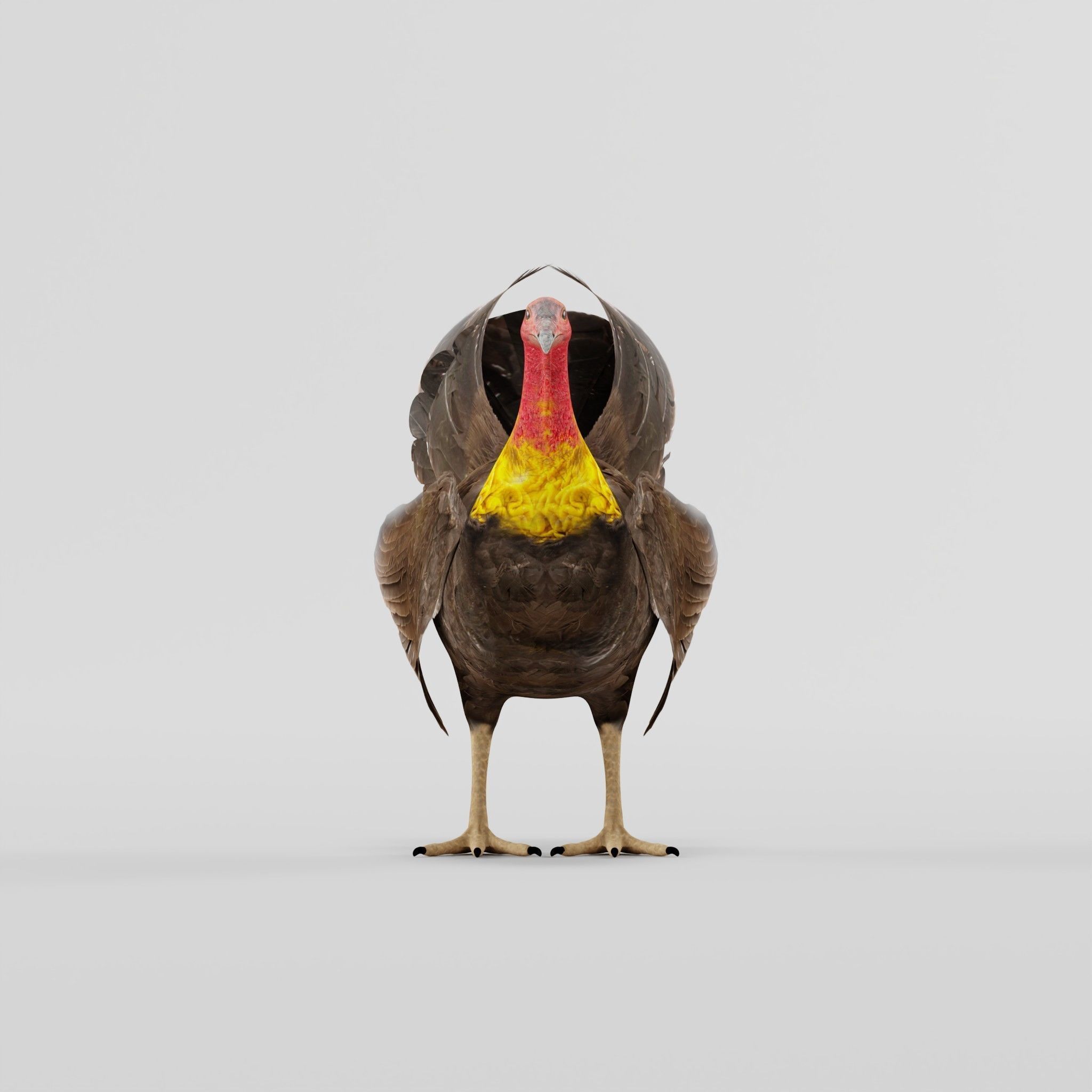 Australian brush turkey bird Low-poly 3D model_5