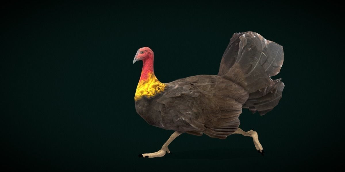 Australian brush turkey bird Low-poly 3D model_14