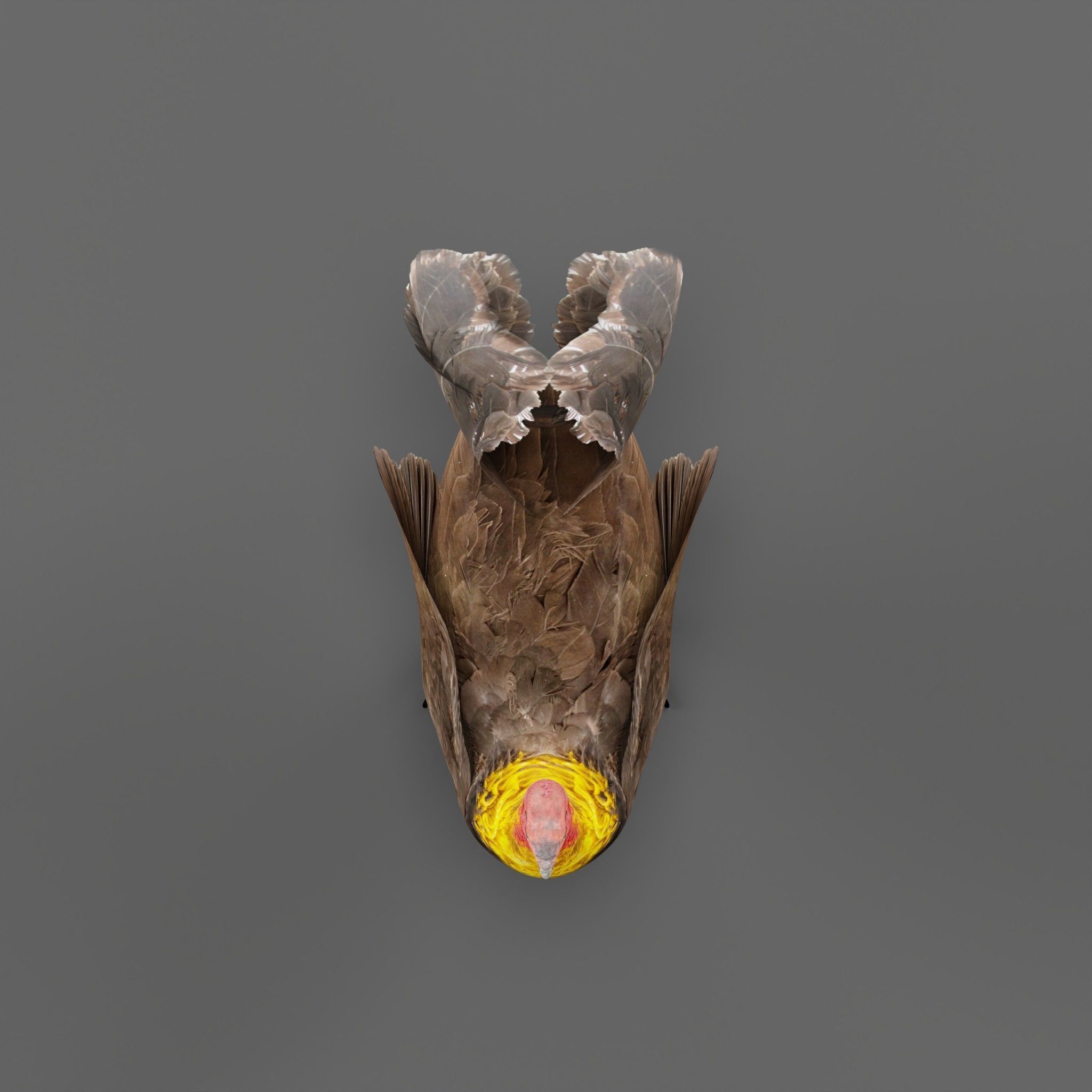 Australian brush turkey bird Low-poly 3D model_6