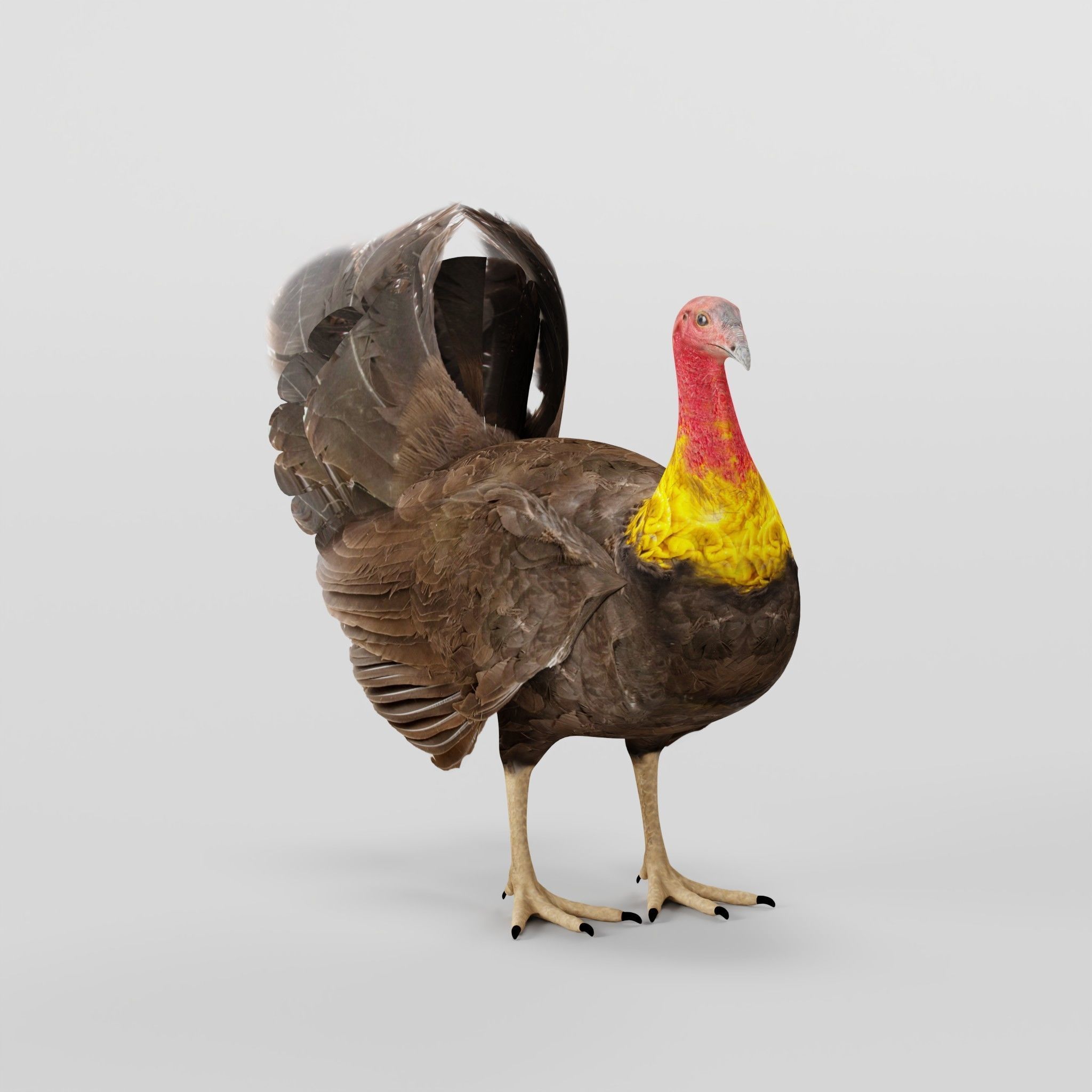 Australian brush turkey bird Low-poly 3D model_7