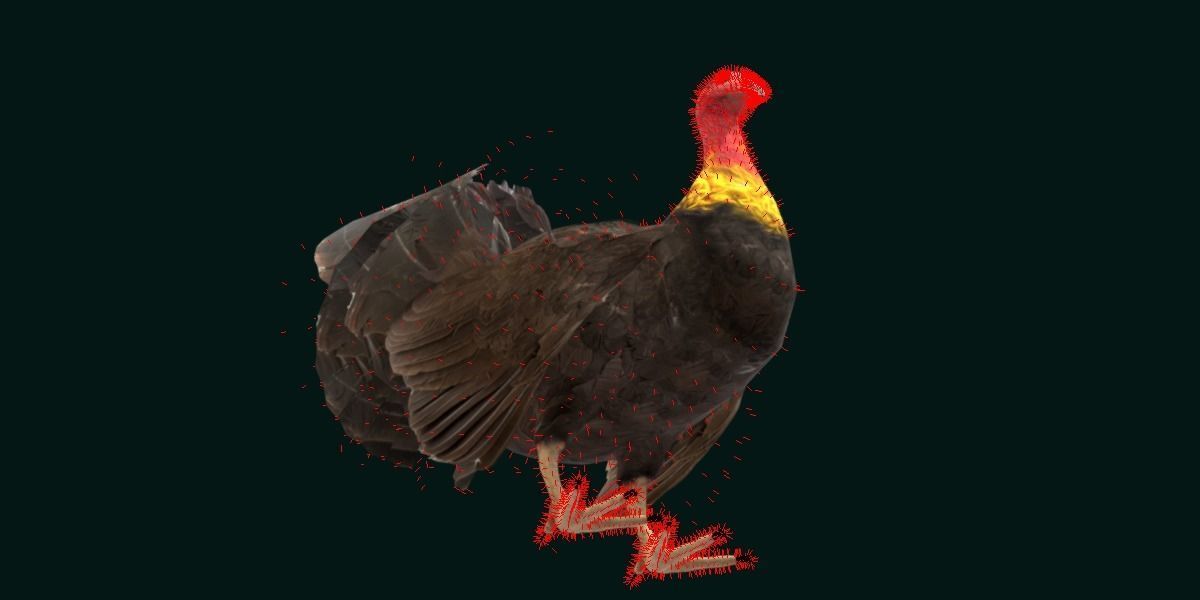 Australian brush turkey bird Low-poly 3D model_10