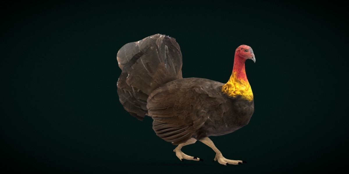 Australian brush turkey bird Low-poly 3D model_15