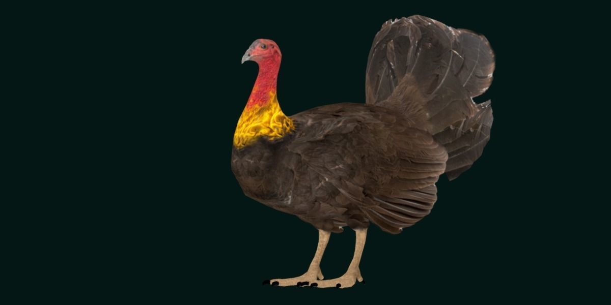 Australian brush turkey bird Low-poly 3D model_21