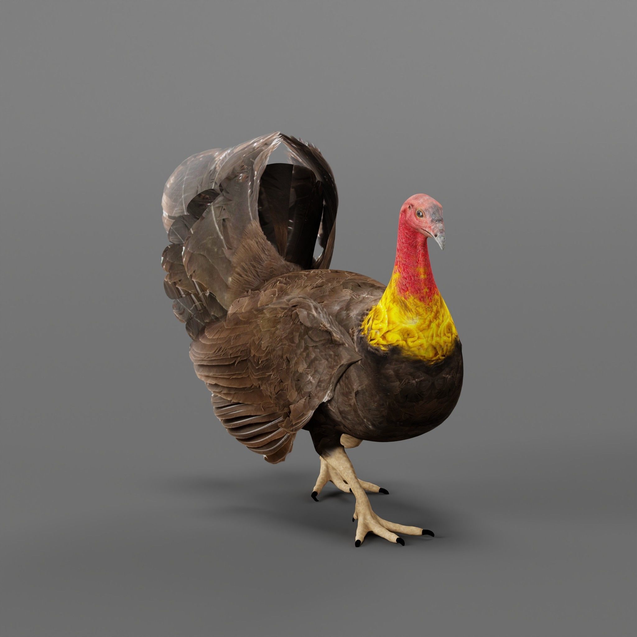 Australian brush turkey bird Low-poly 3D model_2