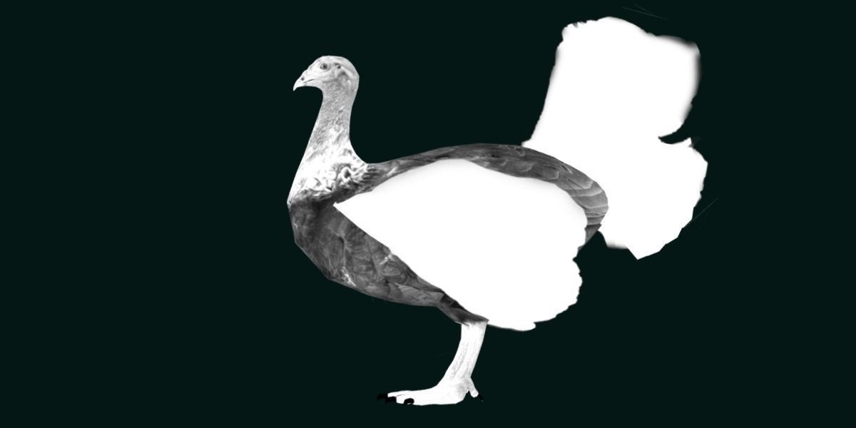 Australian brush turkey bird Low-poly 3D model_23